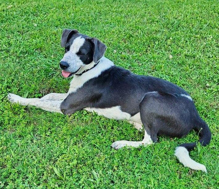Dewey, a Adoptable Border Collie in Wakefield, RI image 2/3