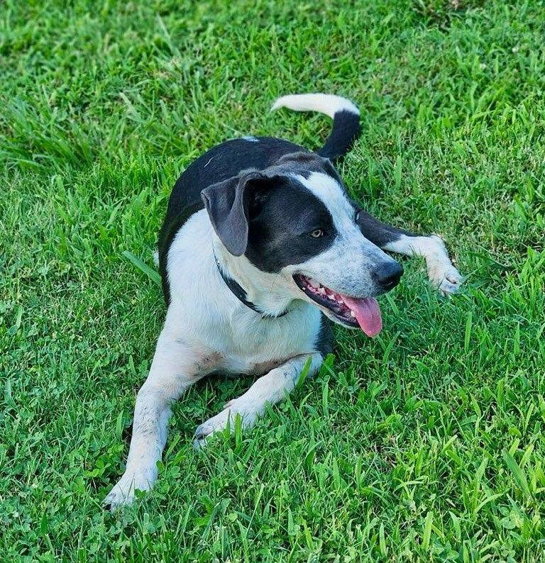 Dewey, a Adoptable Border Collie in Wakefield, RI image 3/3