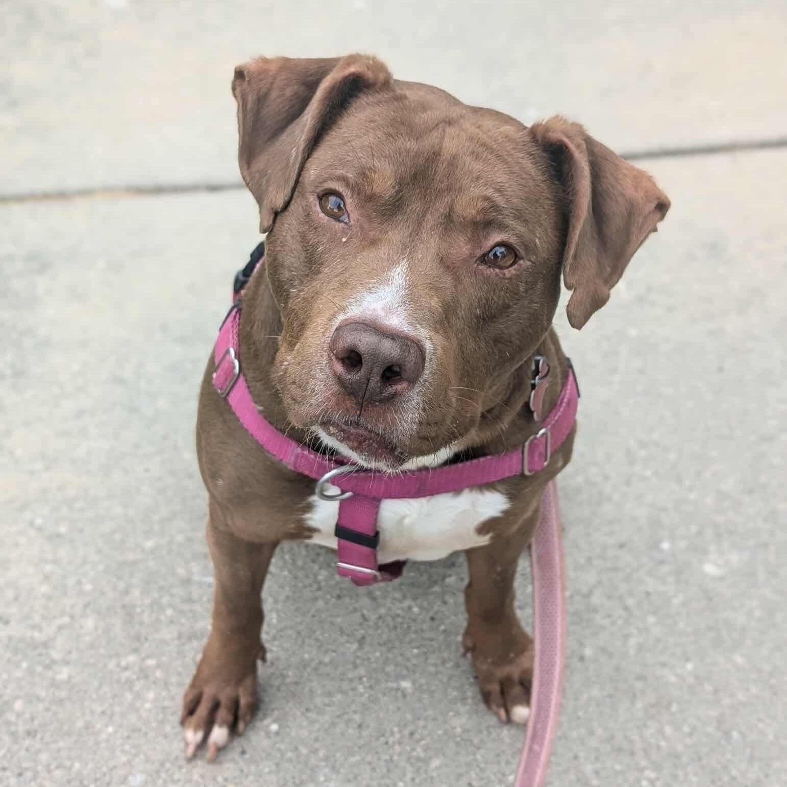 Enlarge Ferb, a Adoptable mixed breed in Detroit, MI image 4/5