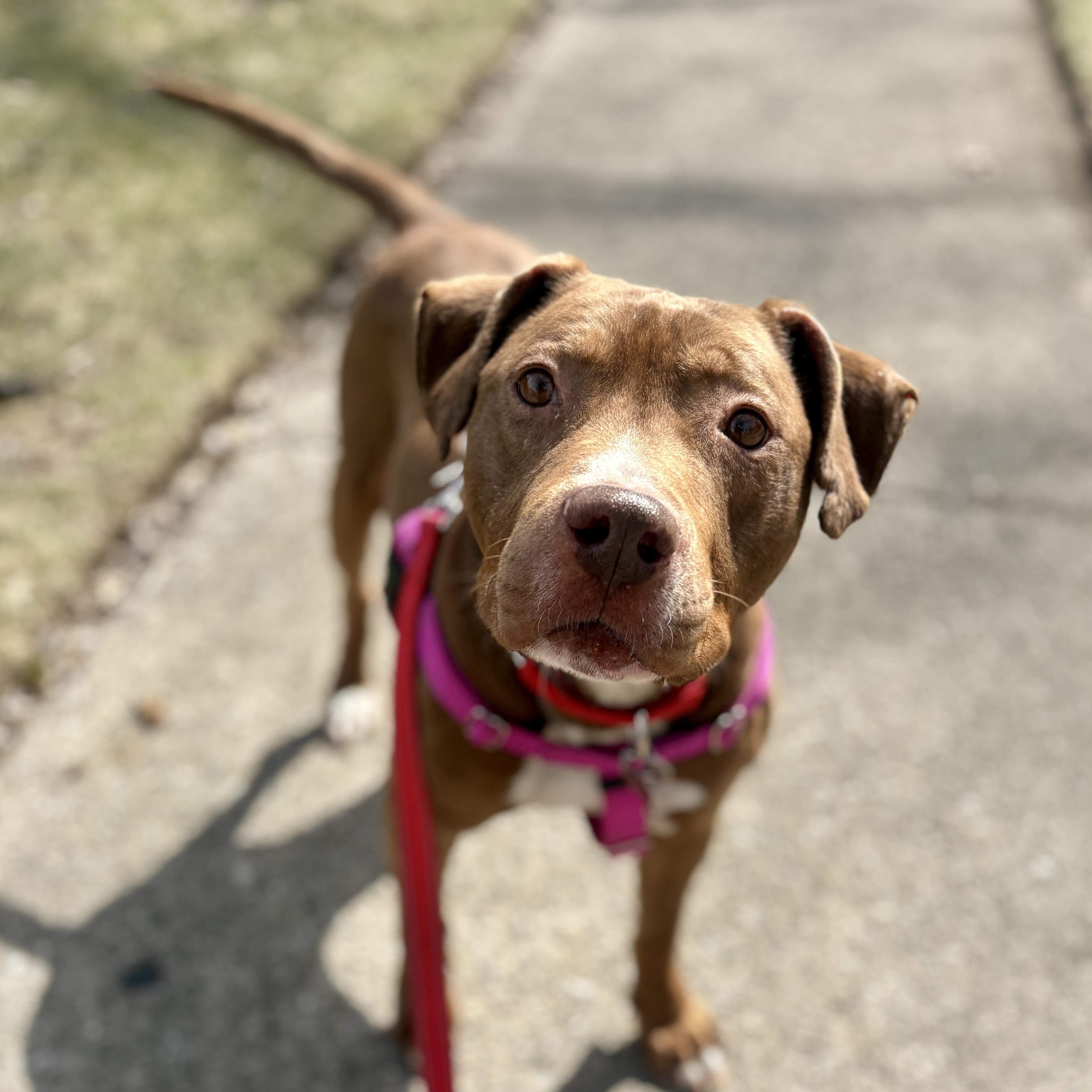 Enlarge Ferb, a Adoptable mixed breed in Detroit, MI image 3/5