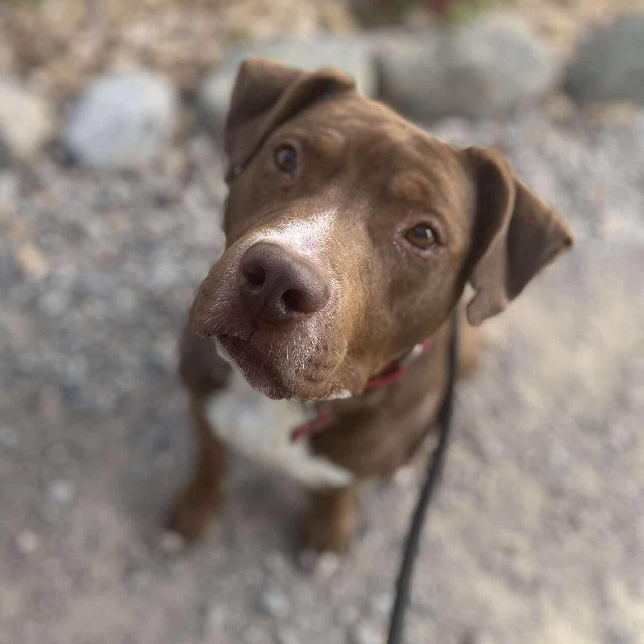 Ferb, Adoptable, Adult Male Chocolate Labrador Retriever & Pit Bull Terrier.