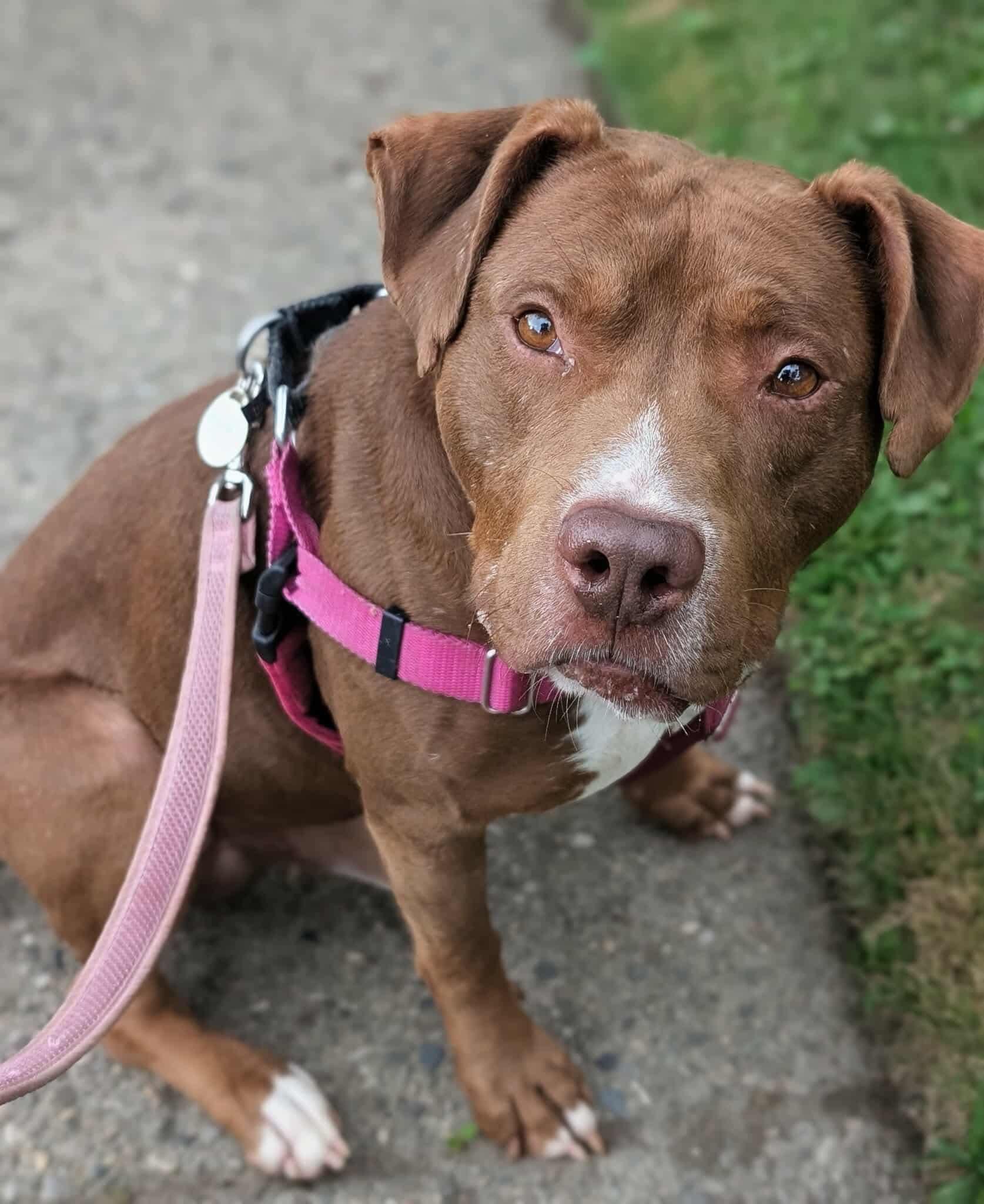 Ferb, Adoptable, Adult Male Chocolate Labrador Retriever & Pit Bull Terrier.