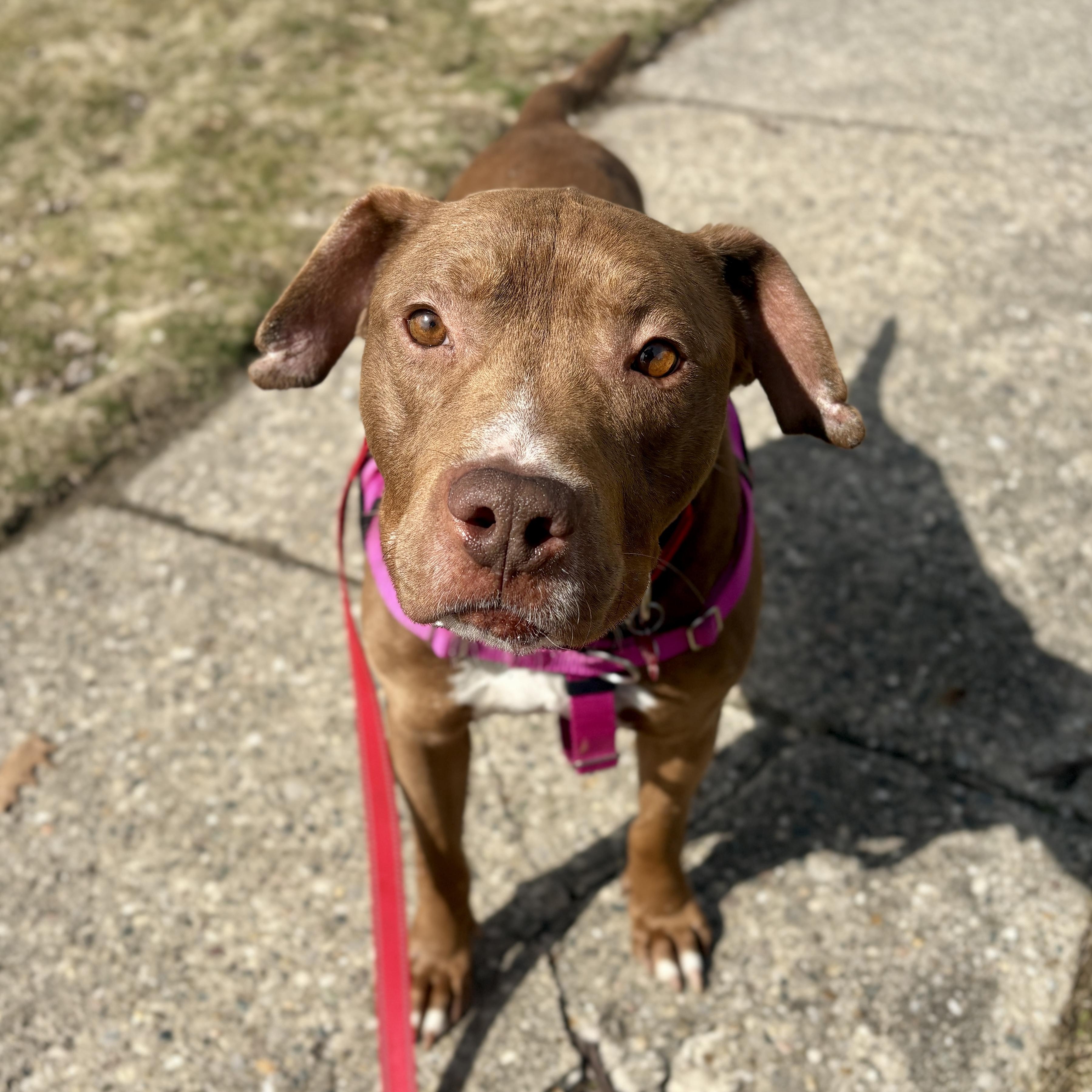 Enlarge Ferb, a Adoptable mixed breed in Detroit, MI image 2/5