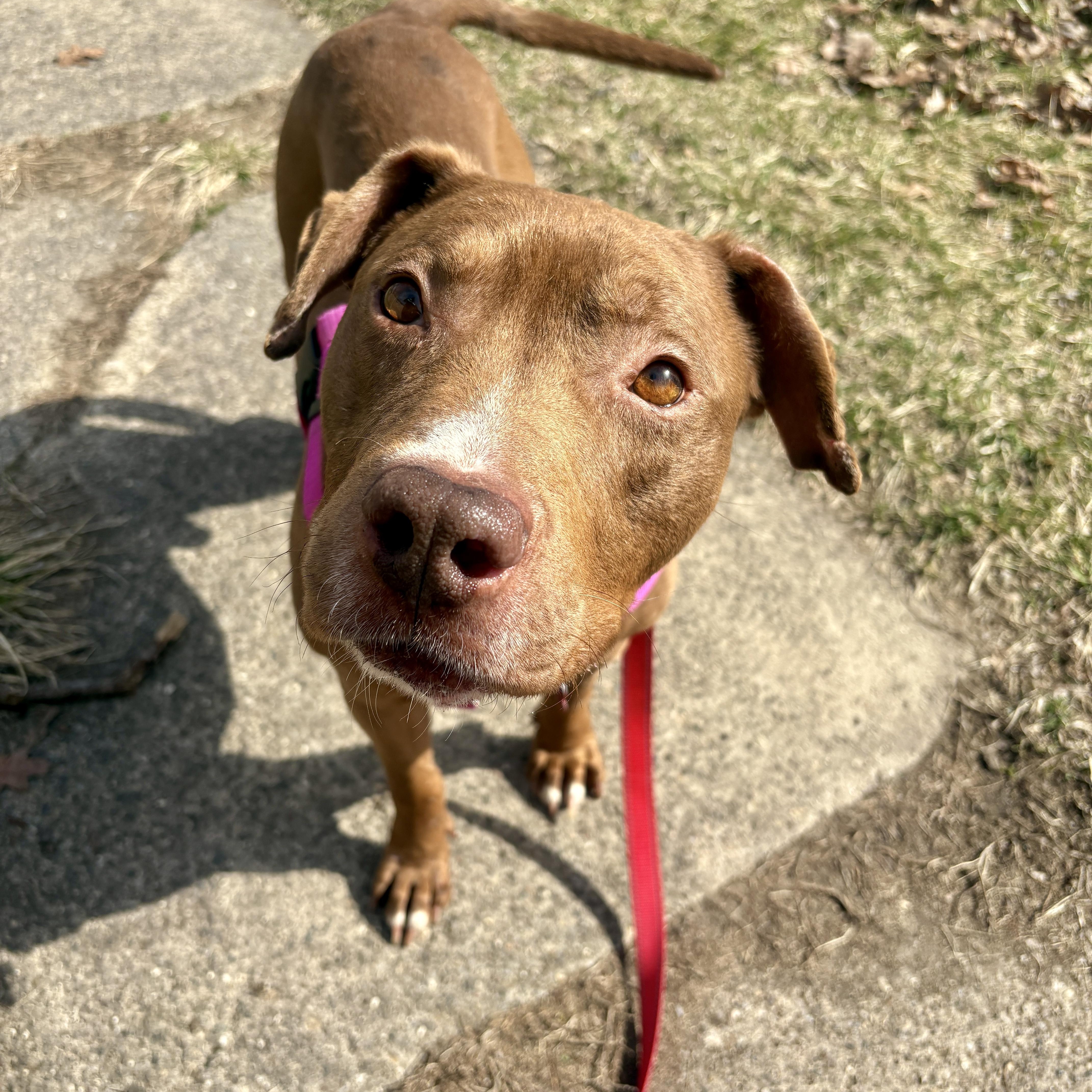 Enlarge Ferb, a Adoptable mixed breed in Detroit, MI image 5/5