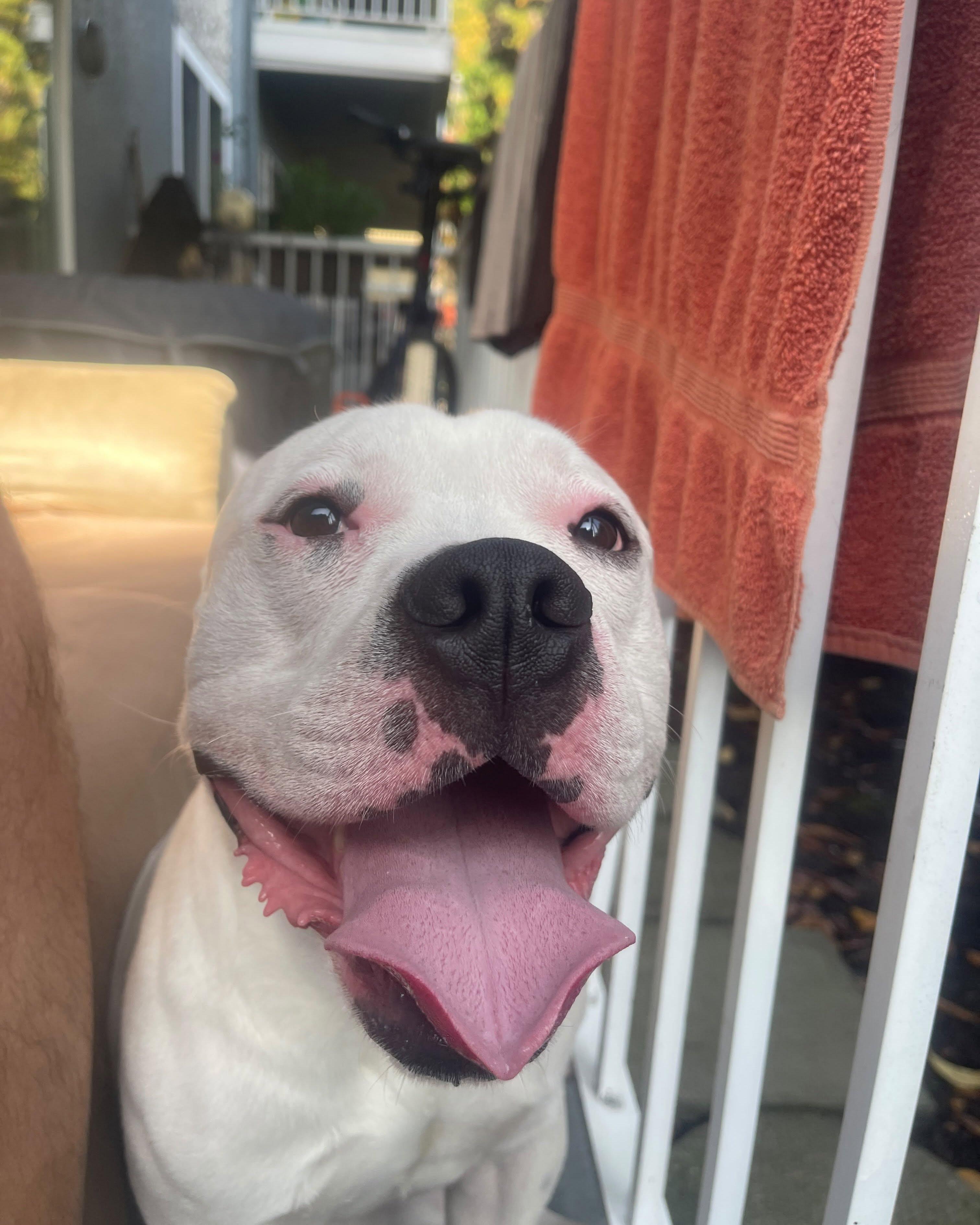 Enlarge ZION, a Adoptable mixed breed in Coquitlam, BC image 2/6