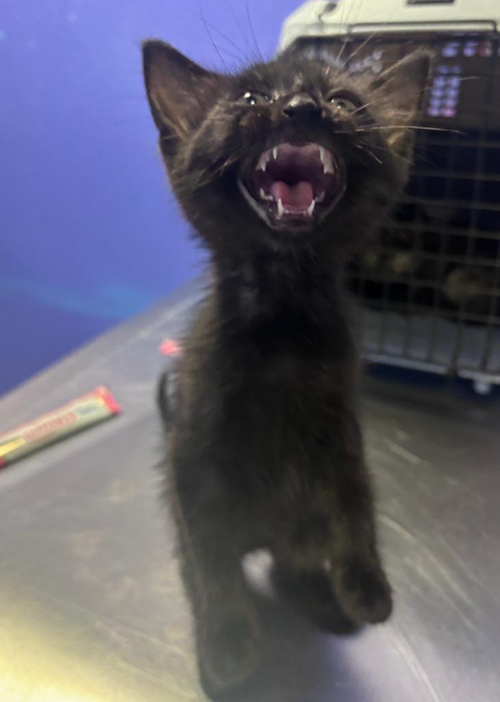 Enlarge Delta, a Adoptable mixed breed in Corpus Christi, TX image 1/1