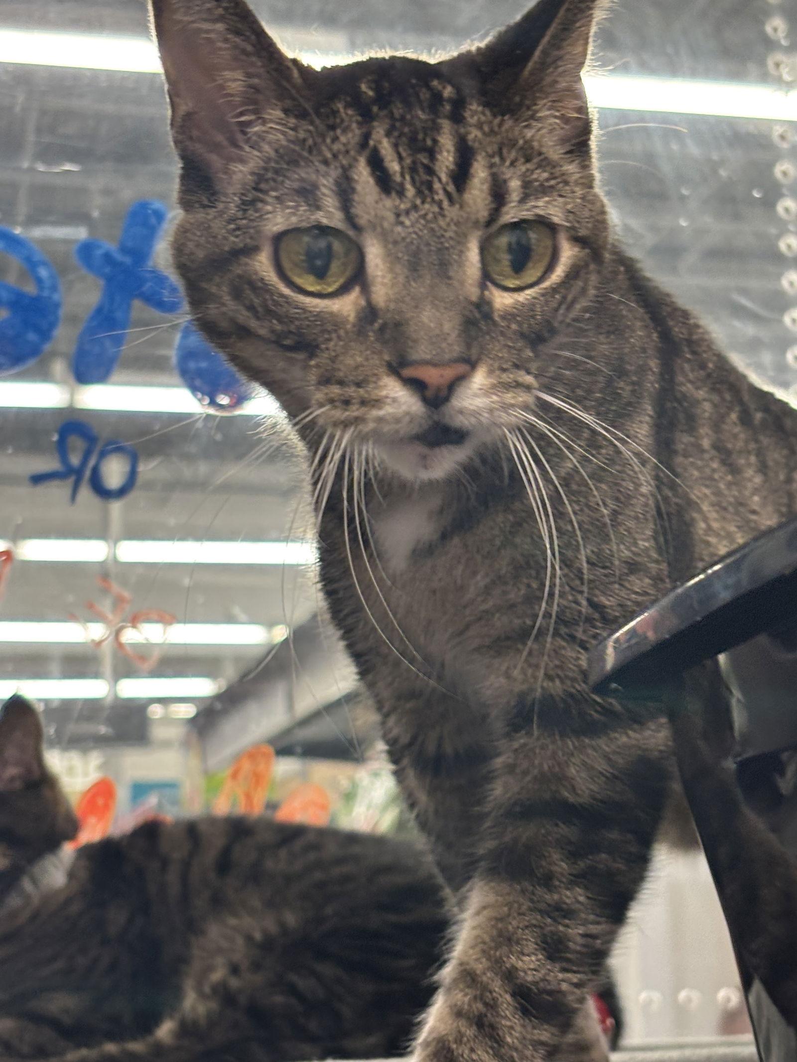 Dexter, Adopted, Adult Male Domestic Short Hair.