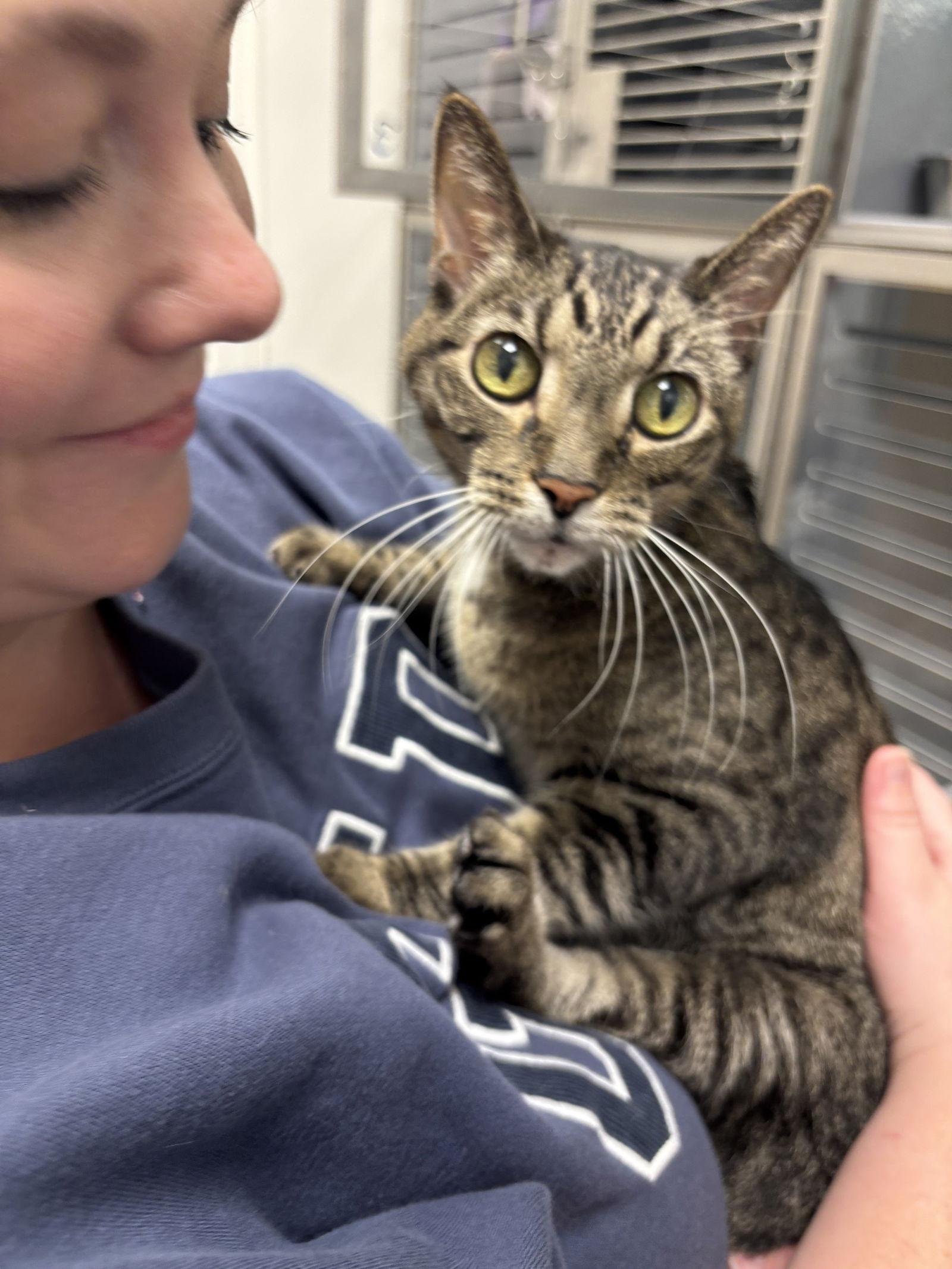 Enlarge Dexter, a Adopted Domestic Short Hair in Longwood, FL image 2/3