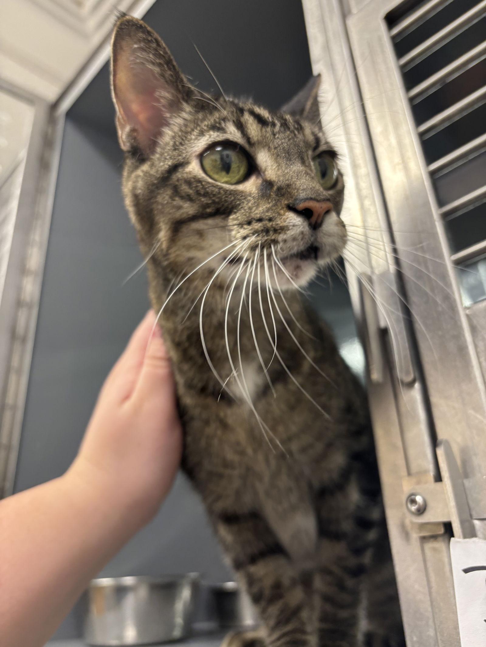 Enlarge Dexter, a Adopted Domestic Short Hair in Longwood, FL image 3/3