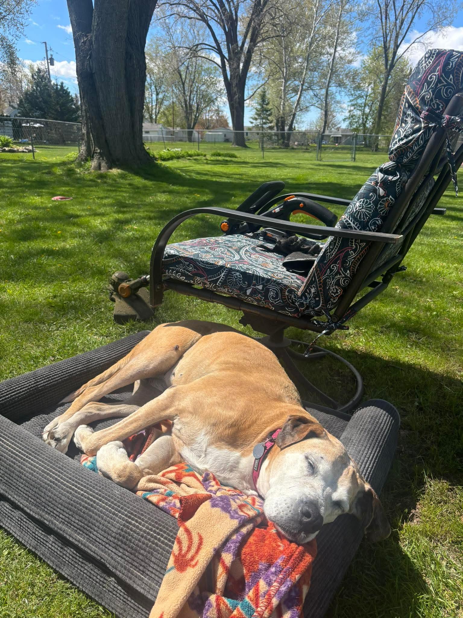 Enlarge Sun Spot, a ADOPTABLE Mixed Breed in De Pere, WI image 2/3