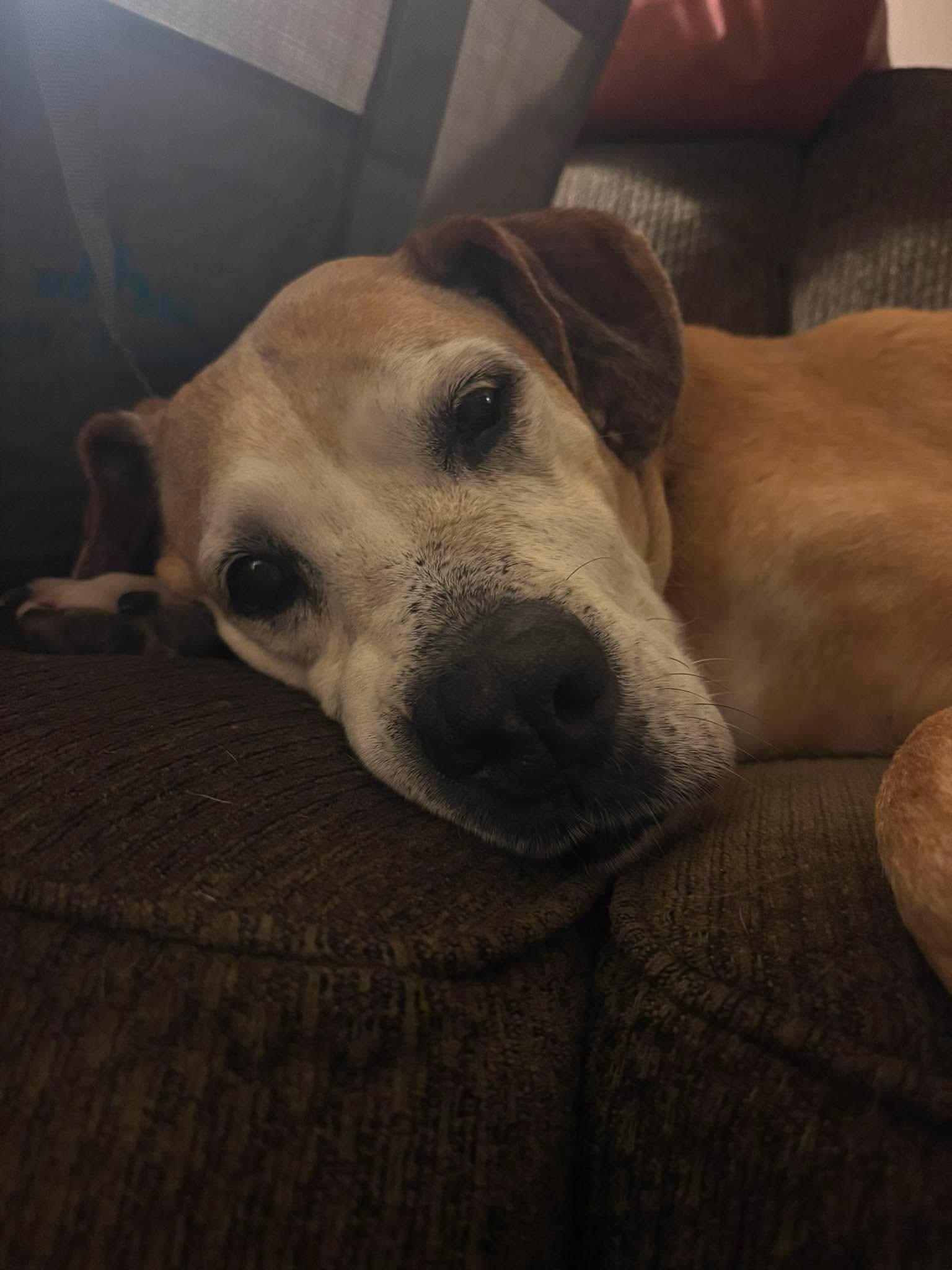 Enlarge Sun Spot, a ADOPTABLE Mixed Breed in De Pere, WI image 3/3