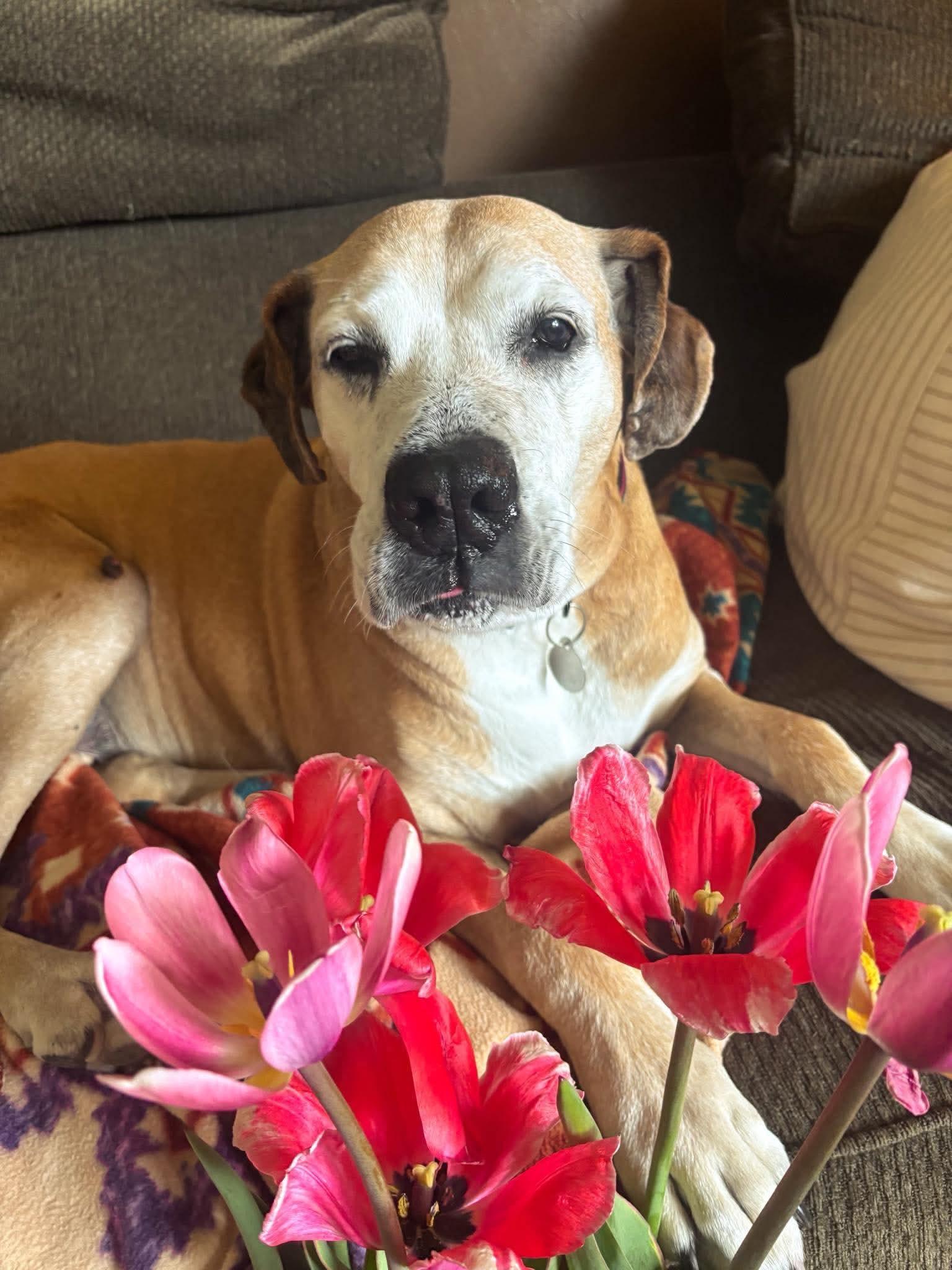 Enlarge Sun Spot, a ADOPTABLE Mixed Breed in De Pere, WI image 1/3