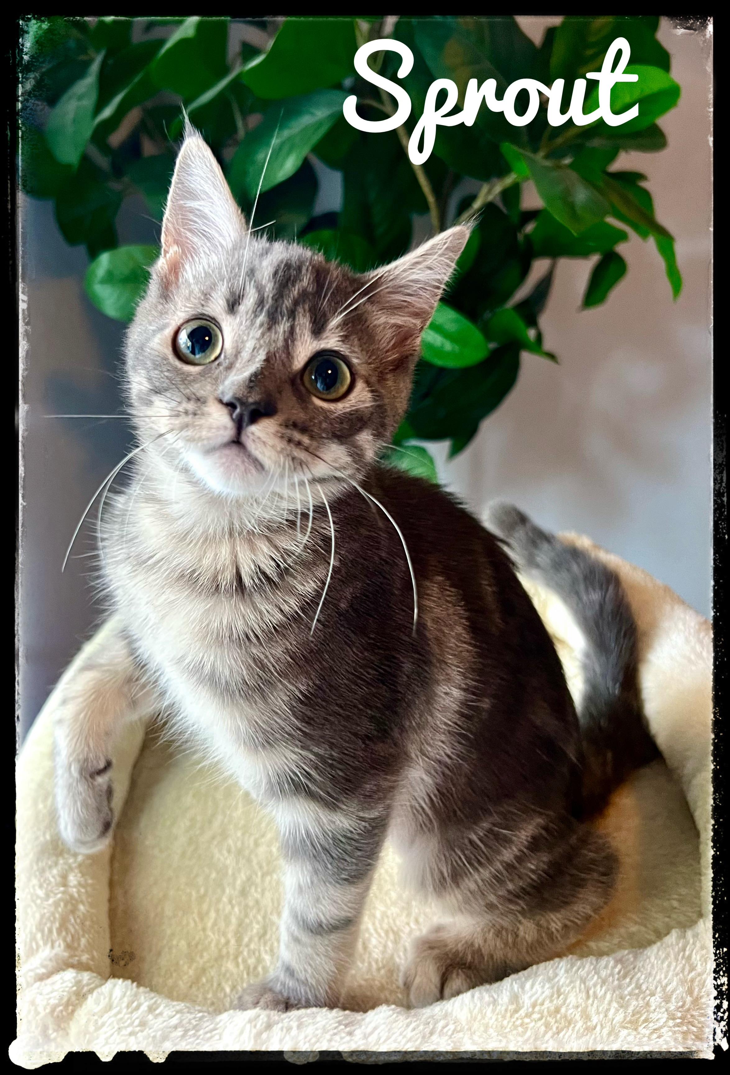 Sprout, adopted, Kitten Male Domestic Short Hair.
