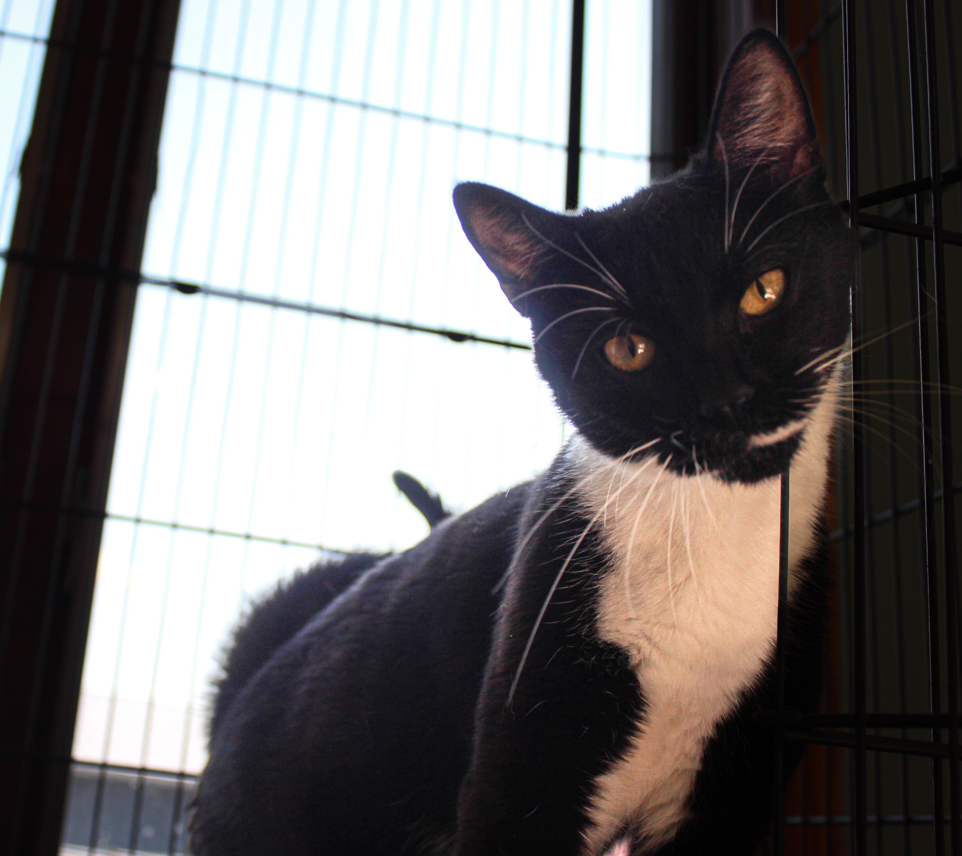 Sami, ADOPTABLE, Adult Female Domestic Short Hair.