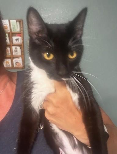 Enlarge Sami, a ADOPTABLE Domestic Short Hair in Hutchinson, MN image 2/5