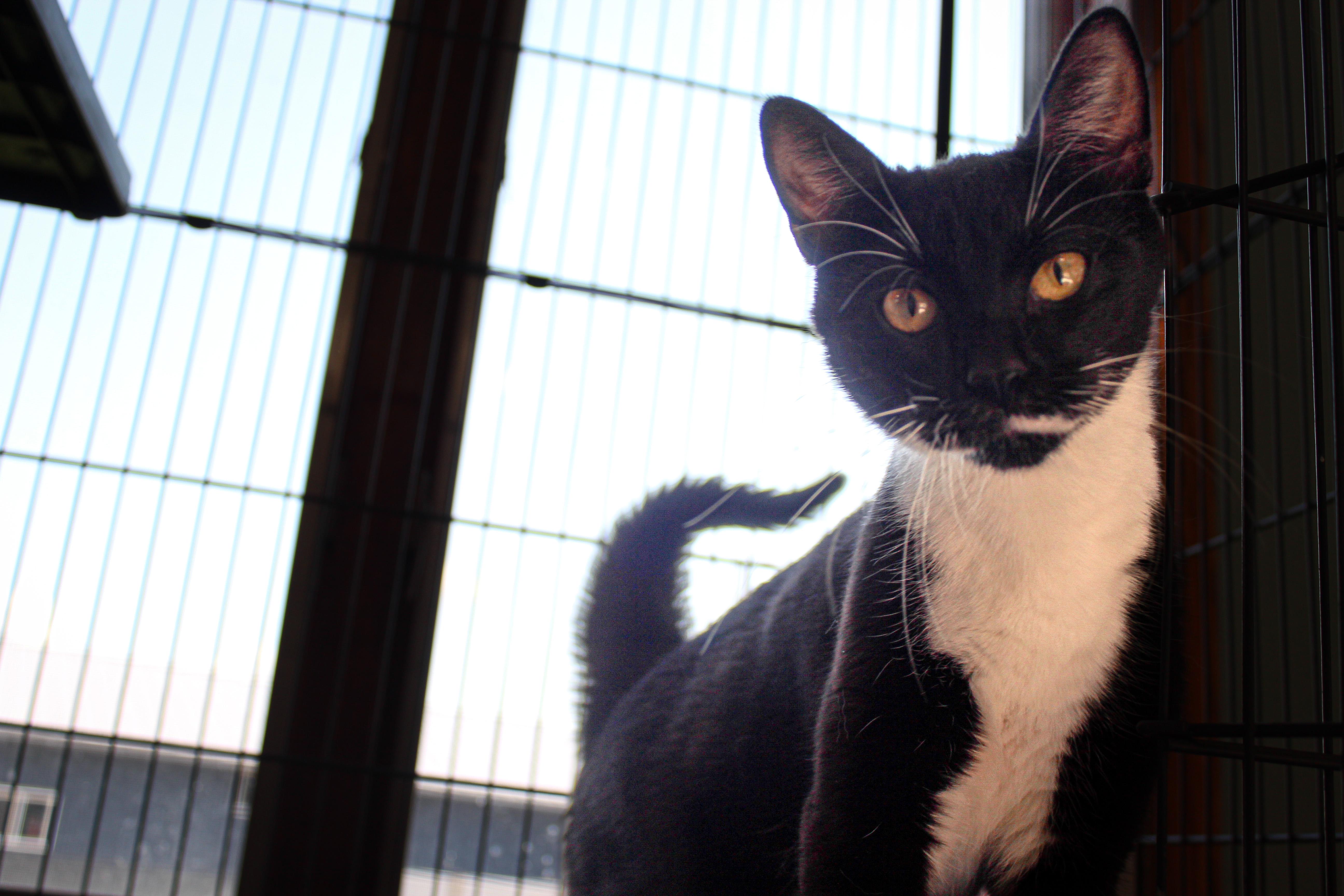 Enlarge Sami, a ADOPTABLE Domestic Short Hair in Hutchinson, MN image 3/5