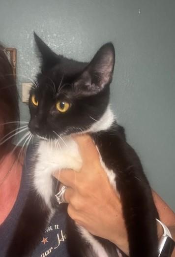 Enlarge Sami, a ADOPTABLE Domestic Short Hair in Hutchinson, MN image 4/5