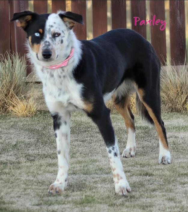 Paisley in TX, Adoptable, Young Female Australian Shepherd.
