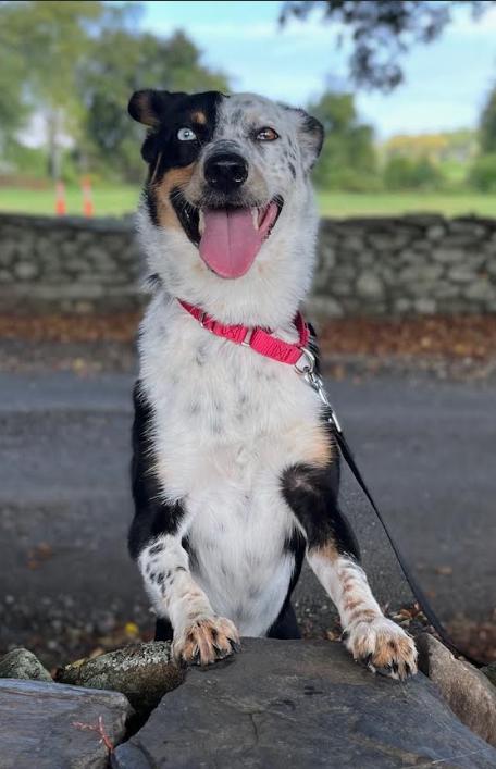 Paisley in RI, Adopted, Young Female Australian Shepherd.