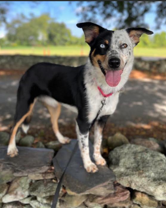 Enlarge Paisley in RI, a Adopted Australian Shepherd in Cranston, RI image 2/3