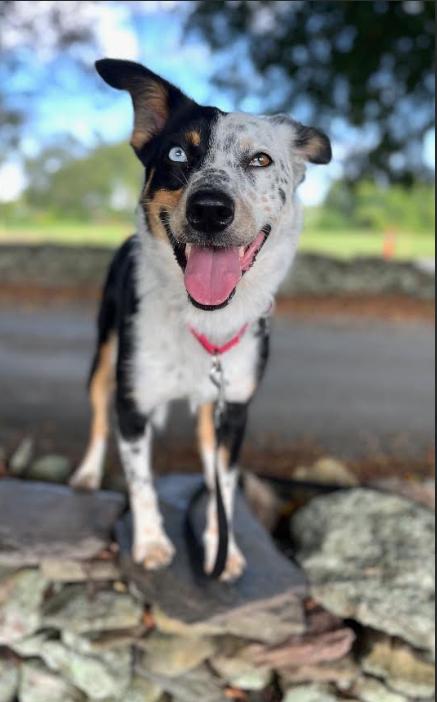 Enlarge Paisley in RI, a Adopted Australian Shepherd in Cranston, RI image 3/3