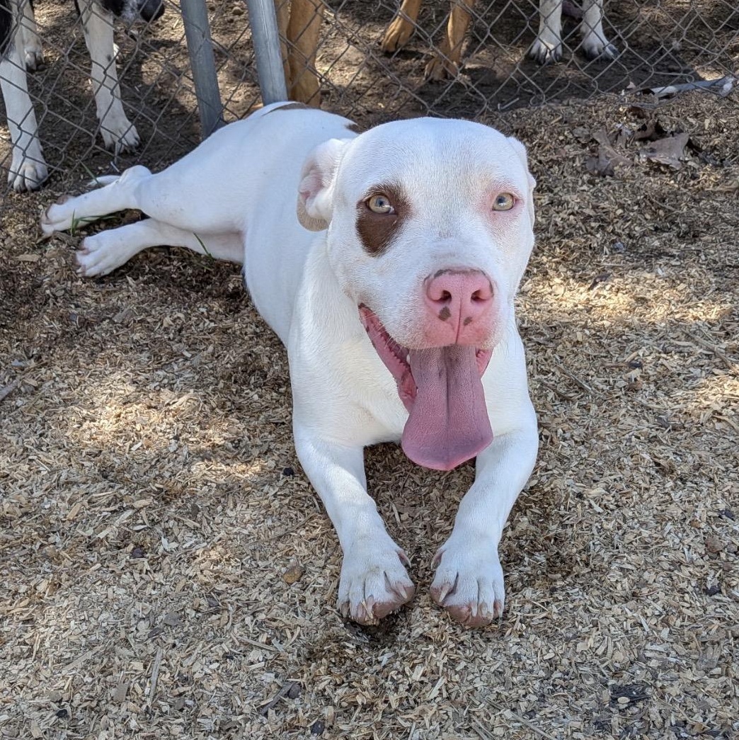 Stimpy , a Adoptable mixed breed in Fredericksburg, VA image 1/5