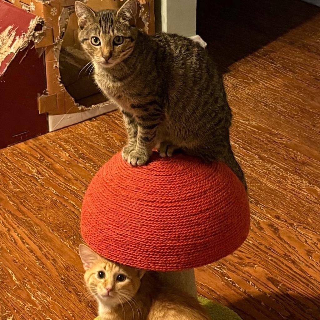 Enlarge Jack and Maple (bonded pair), a ADOPTABLE Domestic Short Hair in Sewell, NJ image 2/6