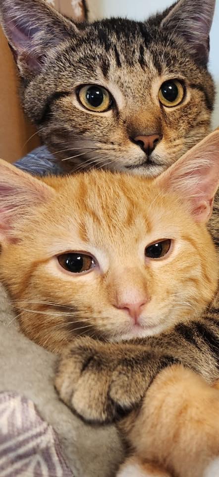 Enlarge Jack and Maple (bonded pair), a ADOPTABLE Domestic Short Hair in Sewell, NJ image 3/6