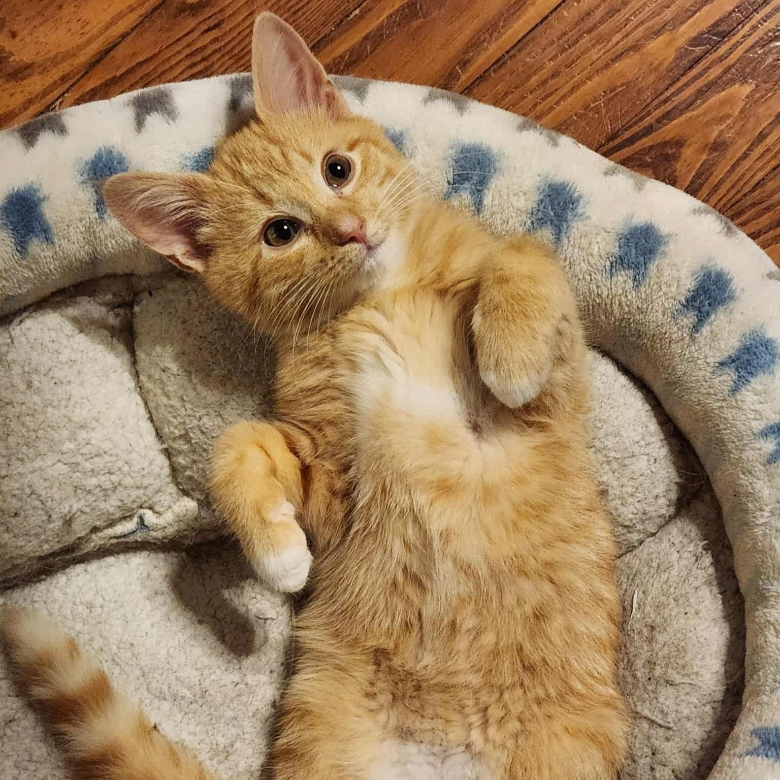 Enlarge Jack, a ADOPTABLE Domestic Short Hair in Sewell, NJ image 2/4