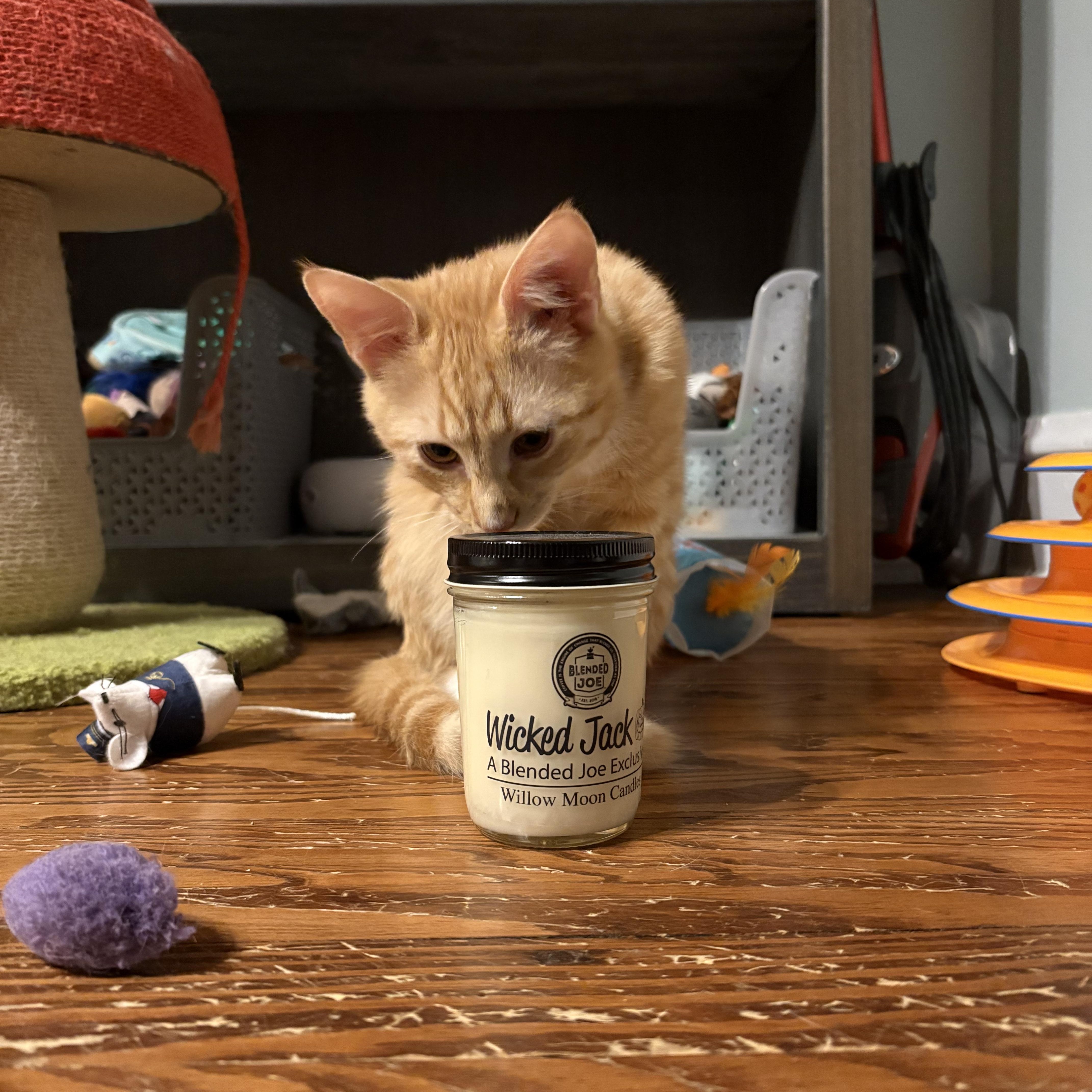 Jack, a ADOPTABLE Domestic Short Hair in Sewell, NJ image 4/5