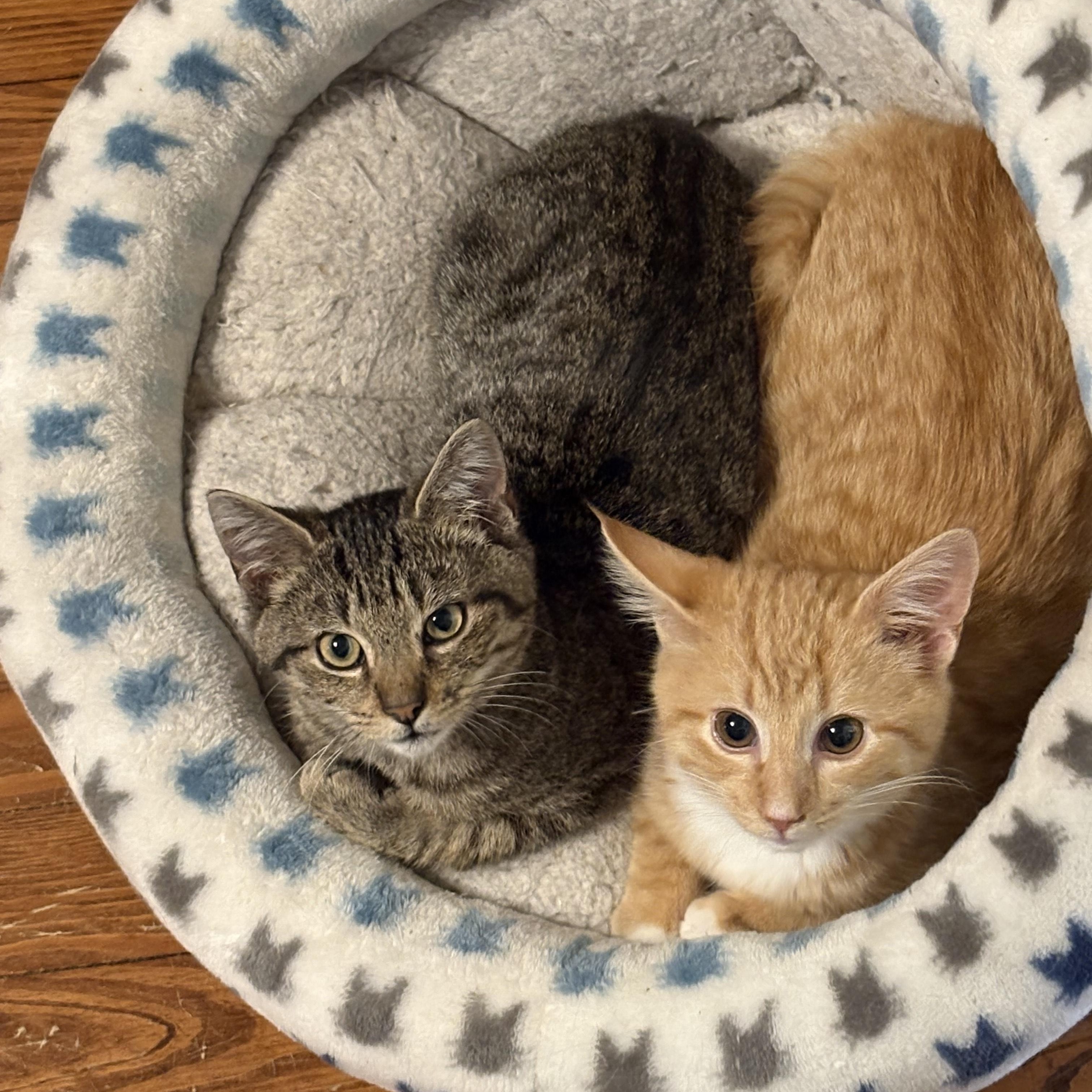 Enlarge Jack, a ADOPTABLE Domestic Short Hair in Sewell, NJ image 4/4