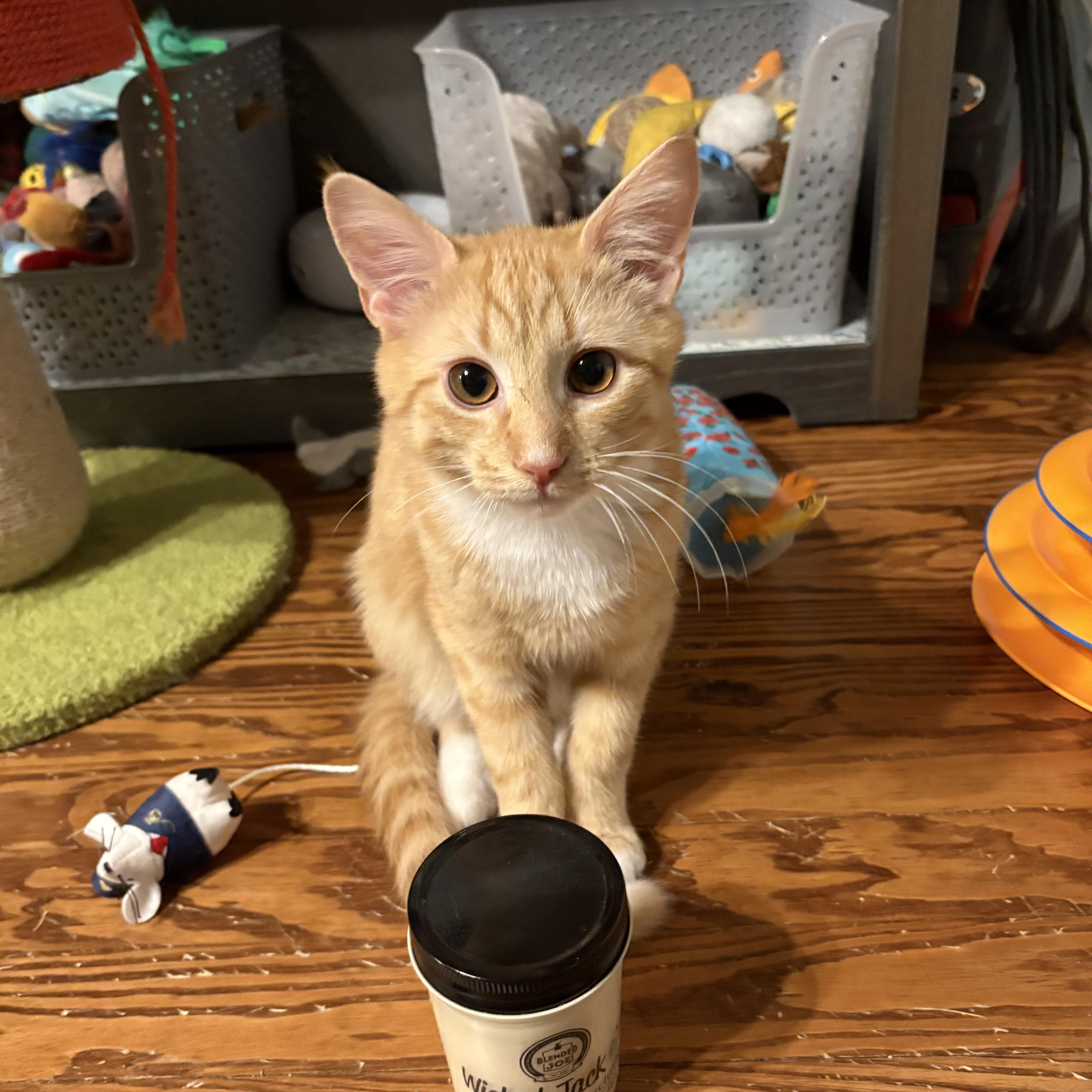 Jack, a ADOPTABLE Domestic Short Hair in Sewell, NJ image 1/5