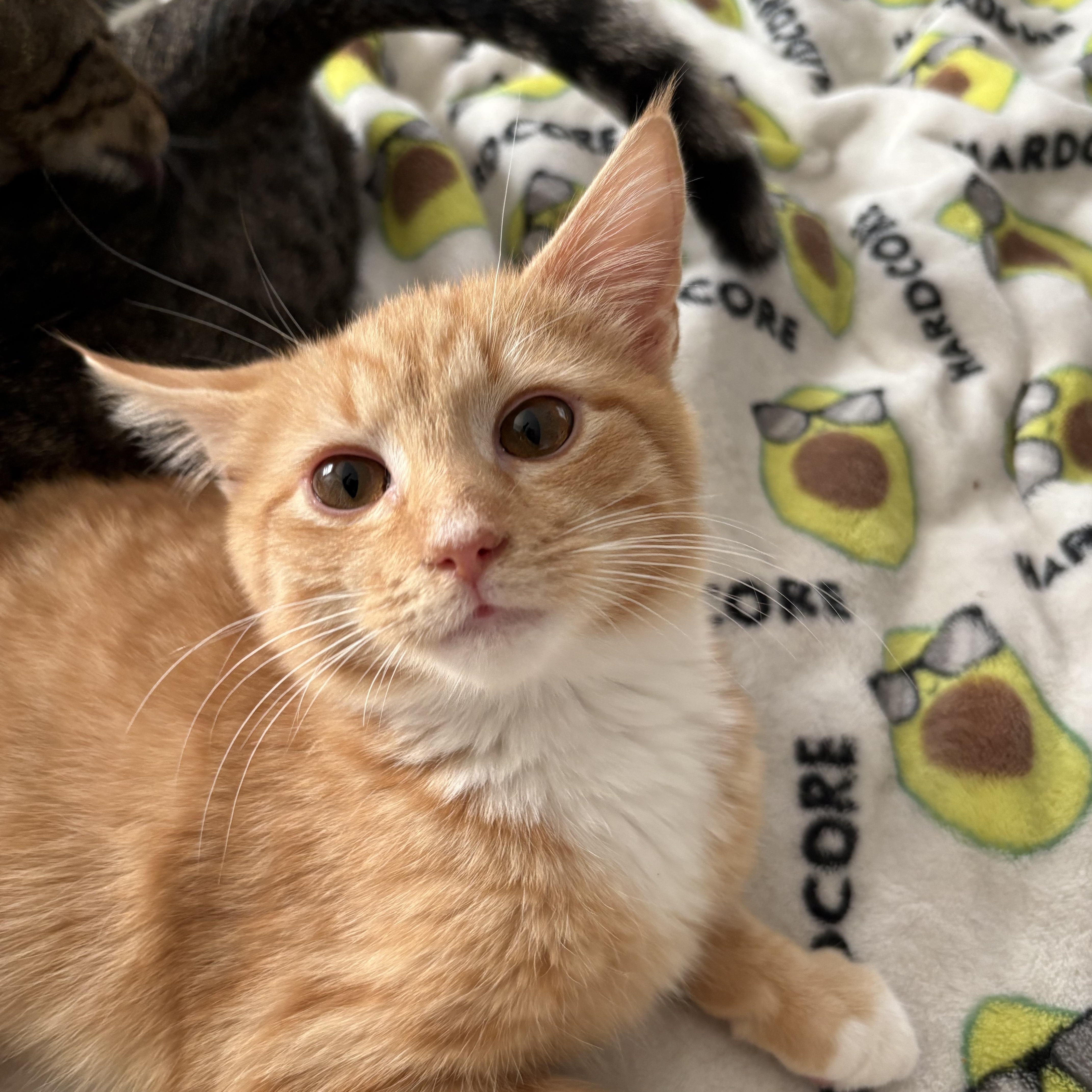 Enlarge Jack, a ADOPTABLE Domestic Short Hair in Sewell, NJ image 3/4