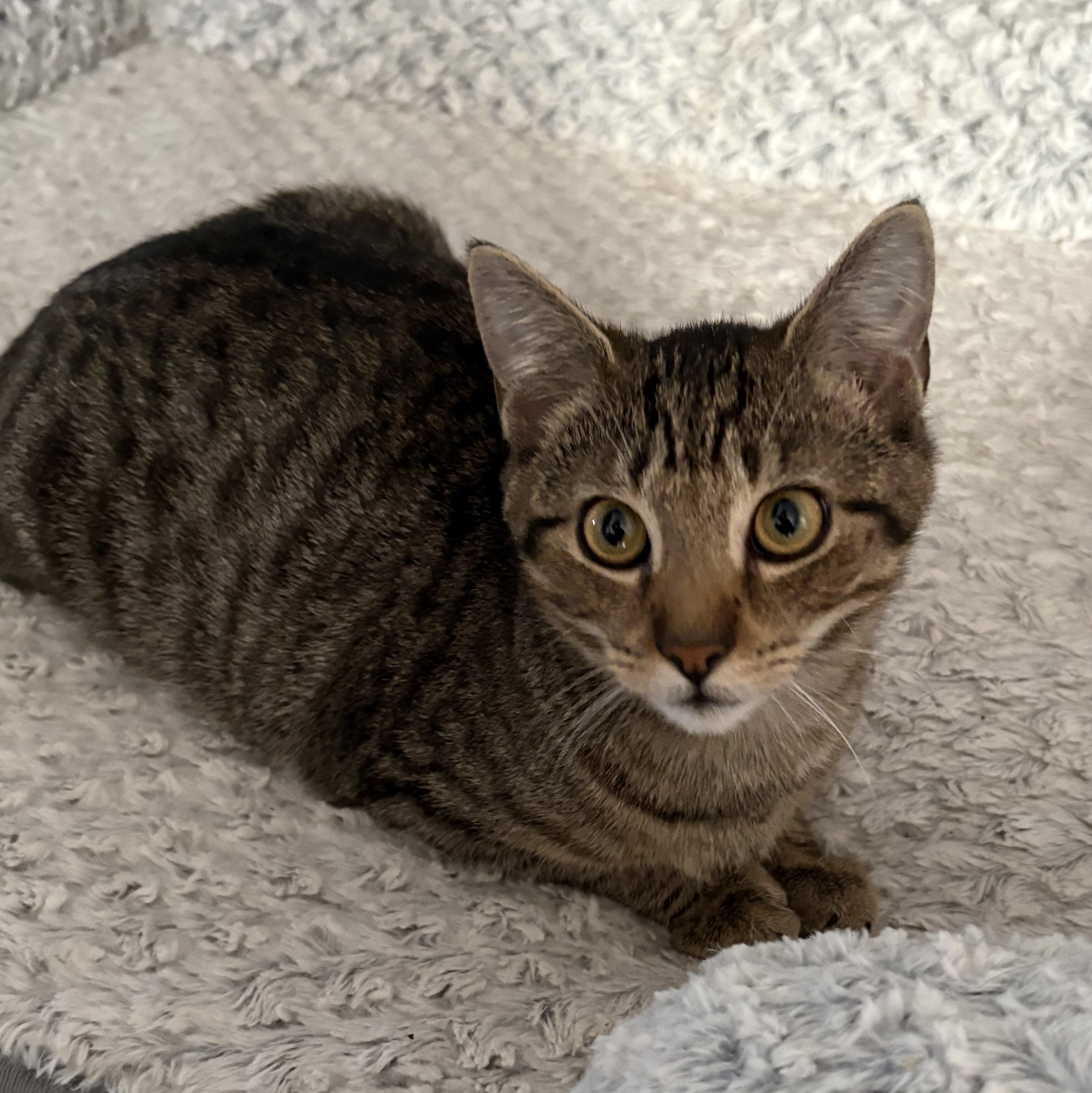 Enlarge Jack and Maple (bonded pair), a ADOPTABLE Domestic Short Hair in Sewell, NJ image 5/6