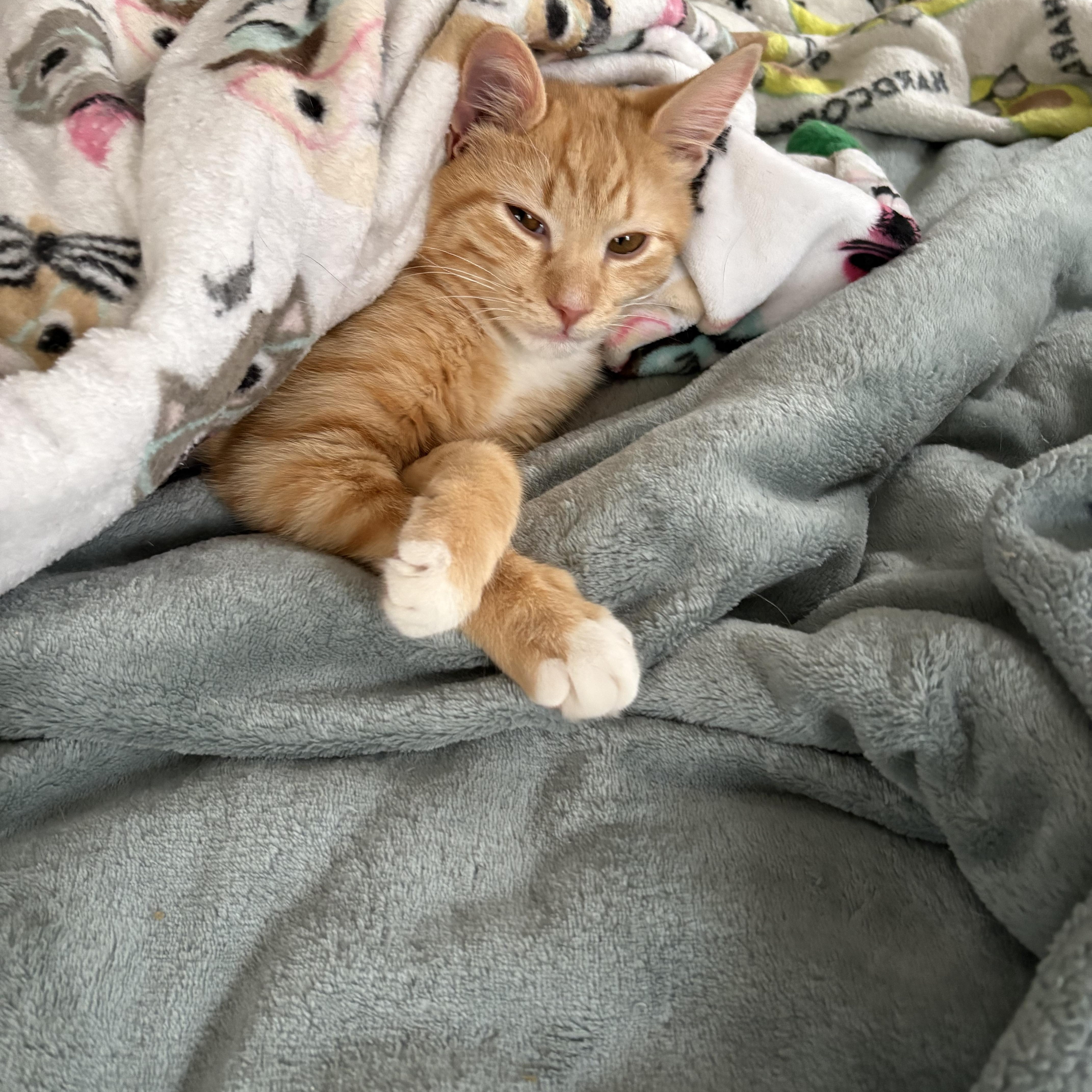 Jack, a ADOPTABLE Domestic Short Hair in Sewell, NJ image 5/5