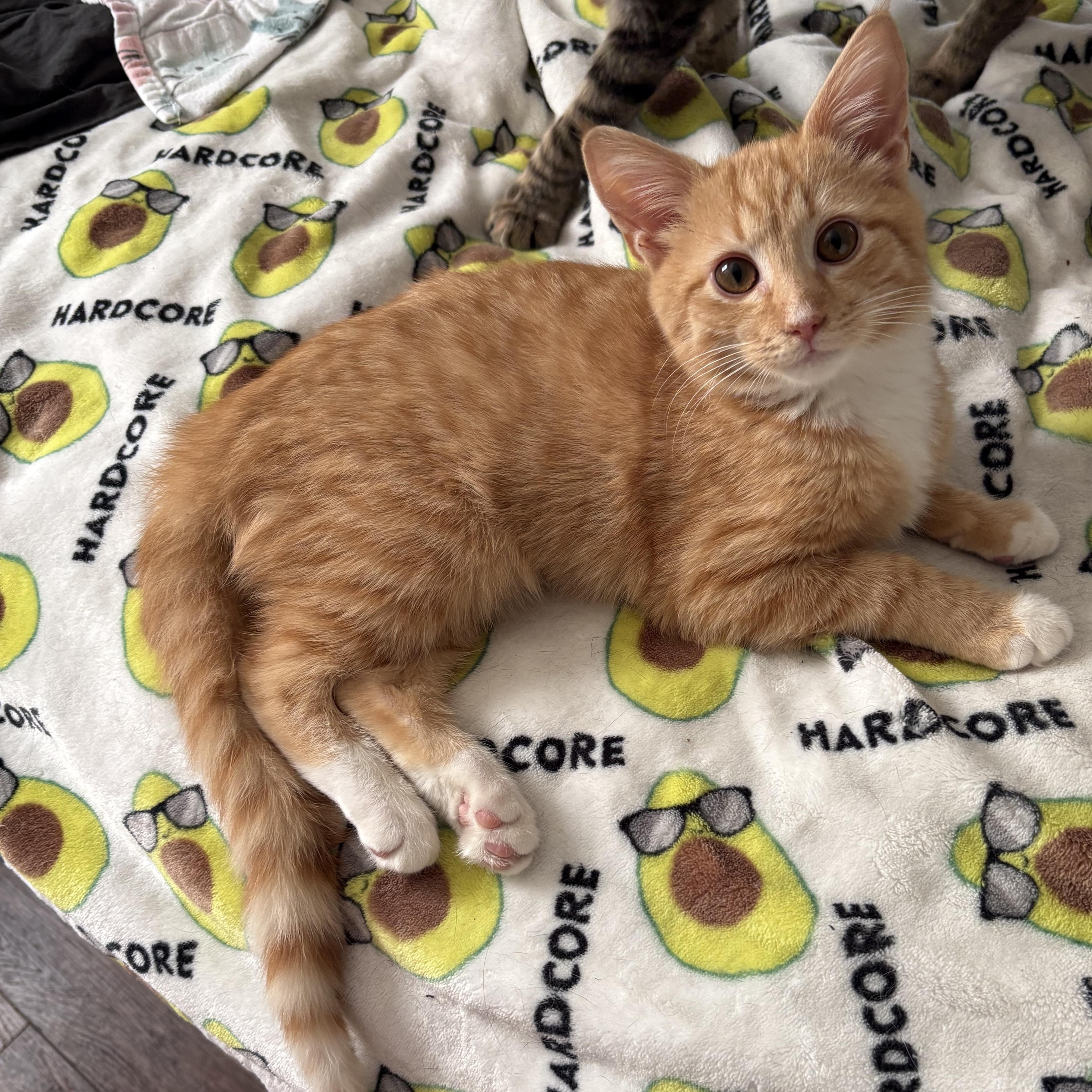 Jack, ADOPTABLE, Kitten Male Domestic Short Hair.