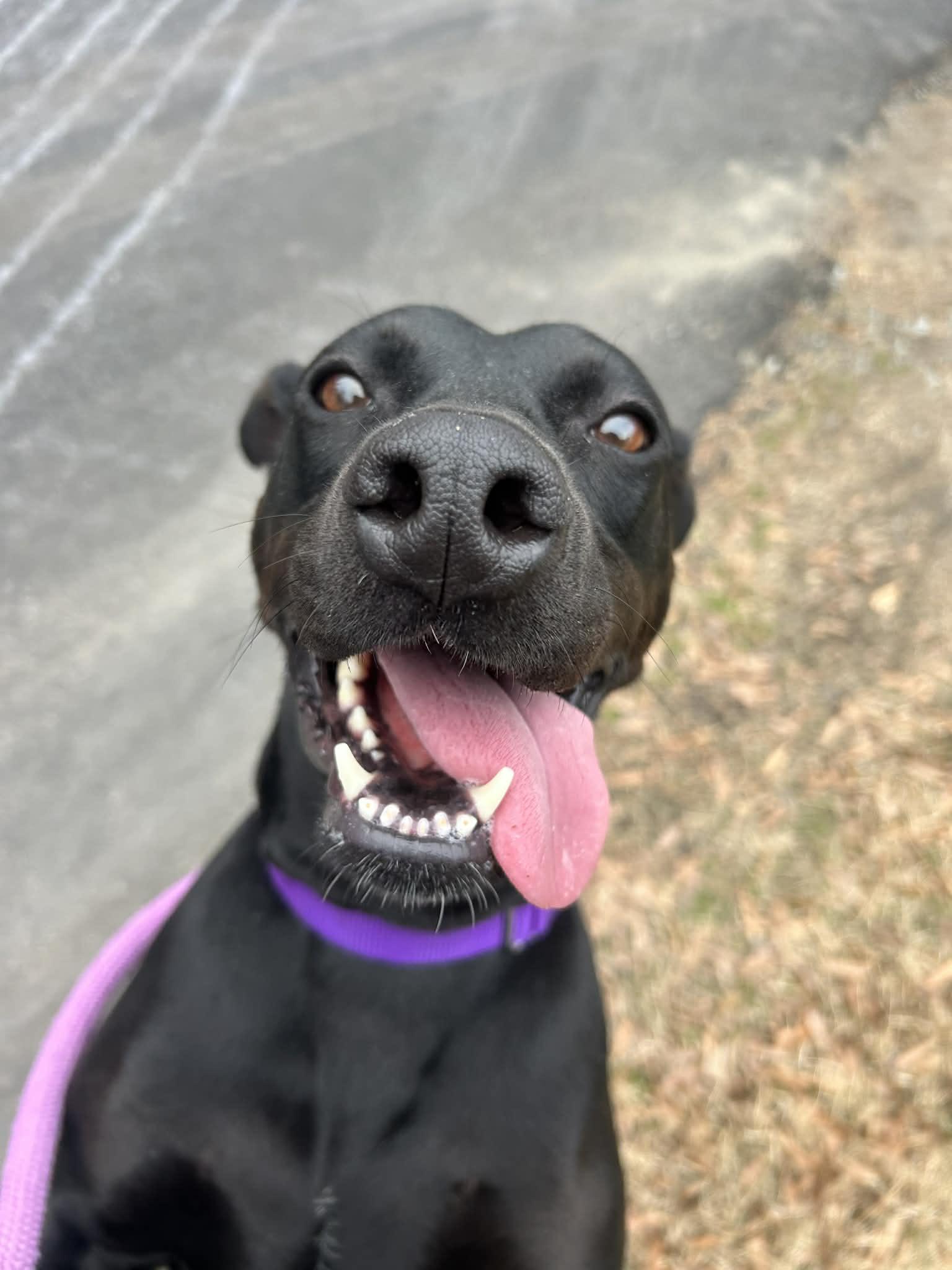 Eleanor, Adoptable, Adult Female Mixed Breed.