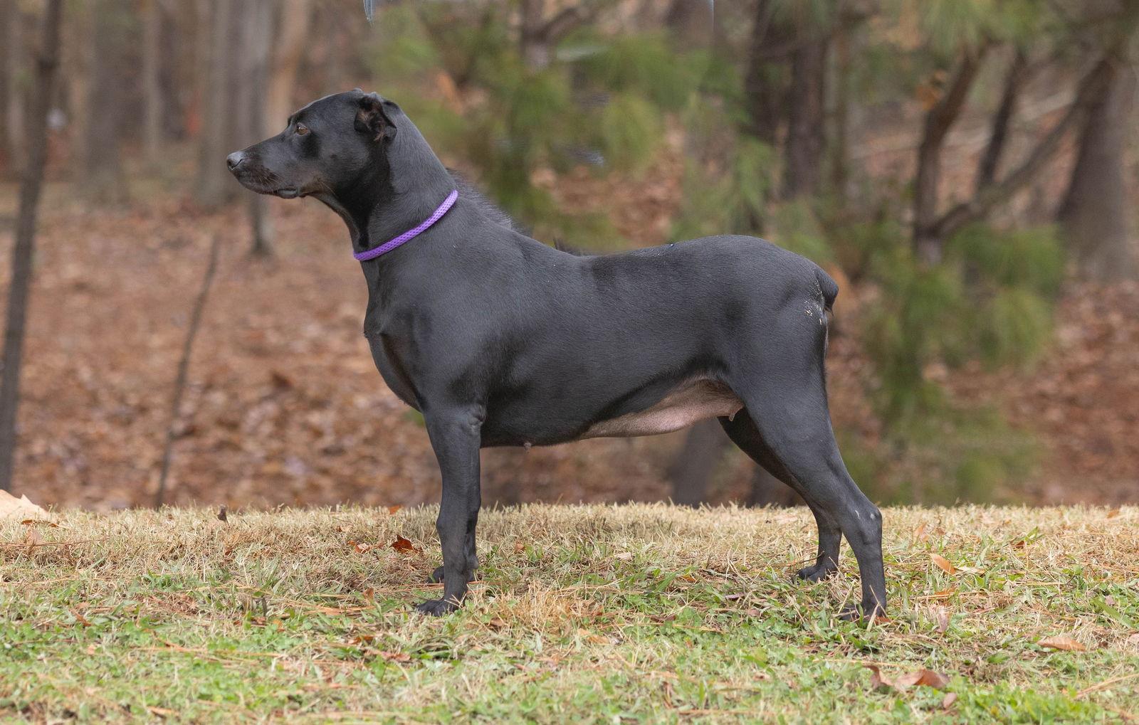 Eleanor, Adoptable, Adult Female Mixed Breed.