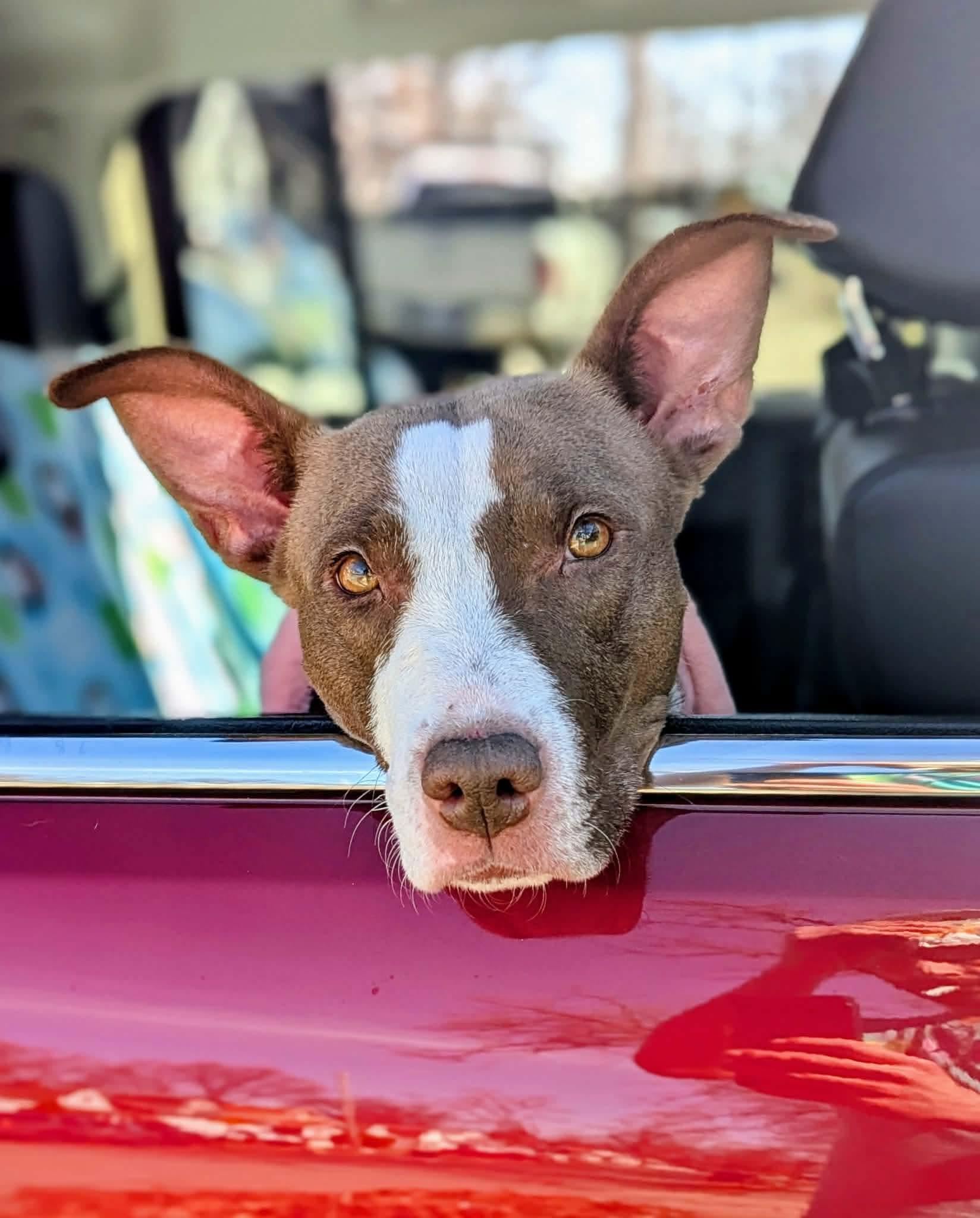 Enlarge Rosie, a Adoptable mixed breed in St. Clair Shores, MI image 1/4