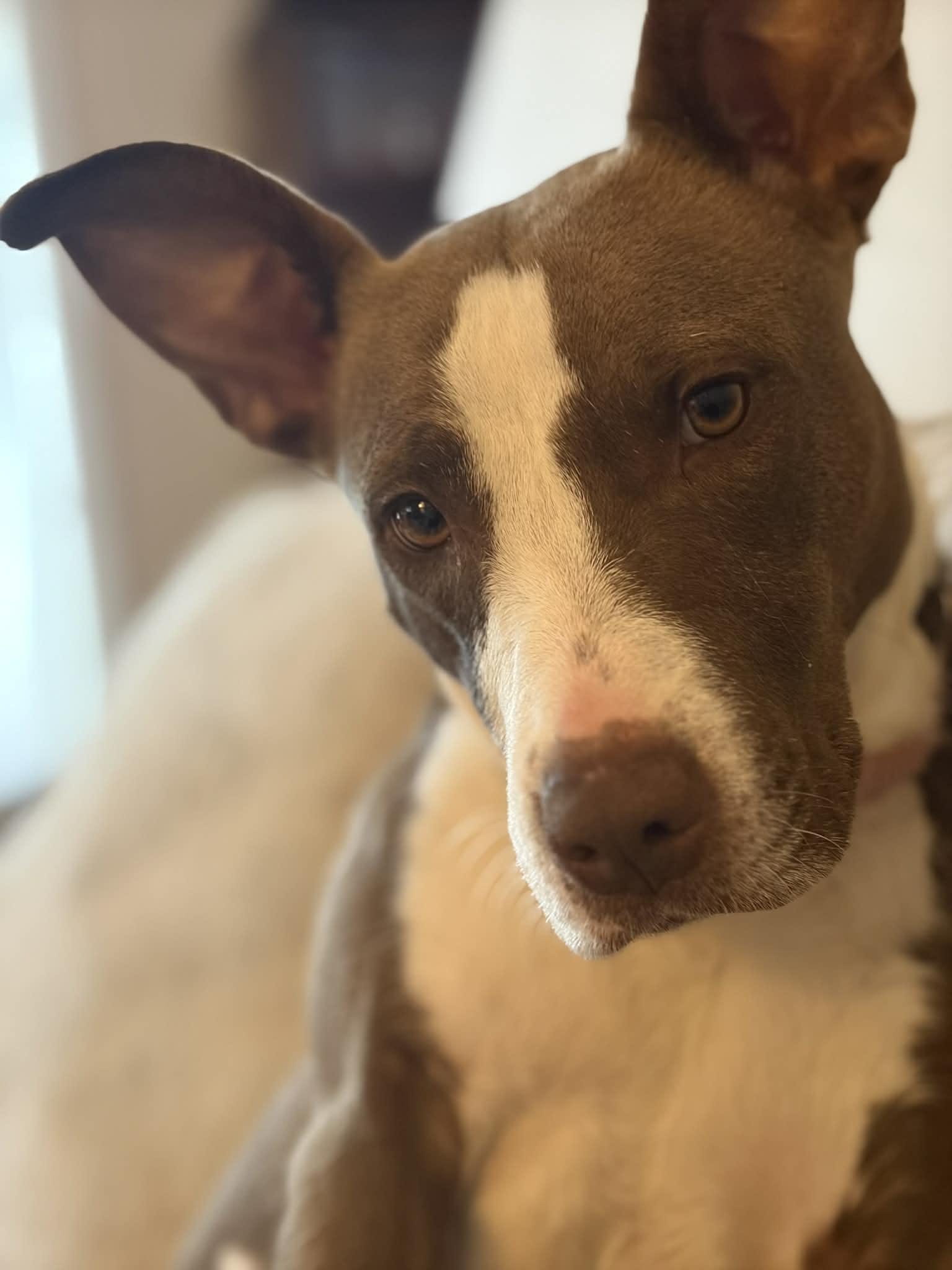 Enlarge Rosie, a Adoptable mixed breed in St. Clair Shores, MI image 3/5