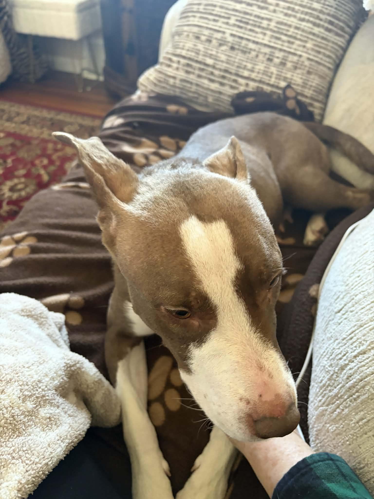 Enlarge Rosie, a Adoptable mixed breed in St. Clair Shores, MI image 3/4