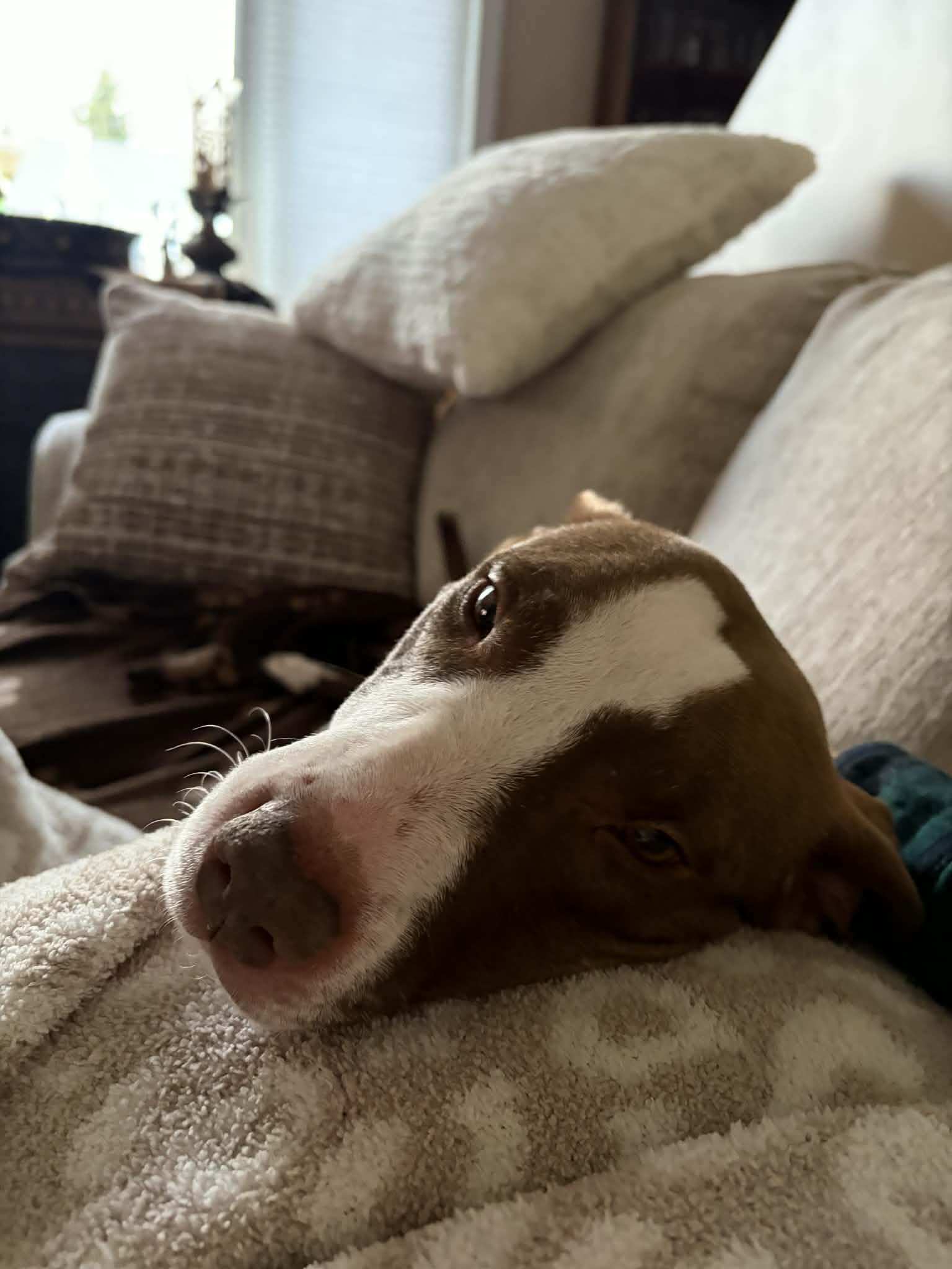 Enlarge Rosie, a Adoptable mixed breed in St. Clair Shores, MI image 4/4