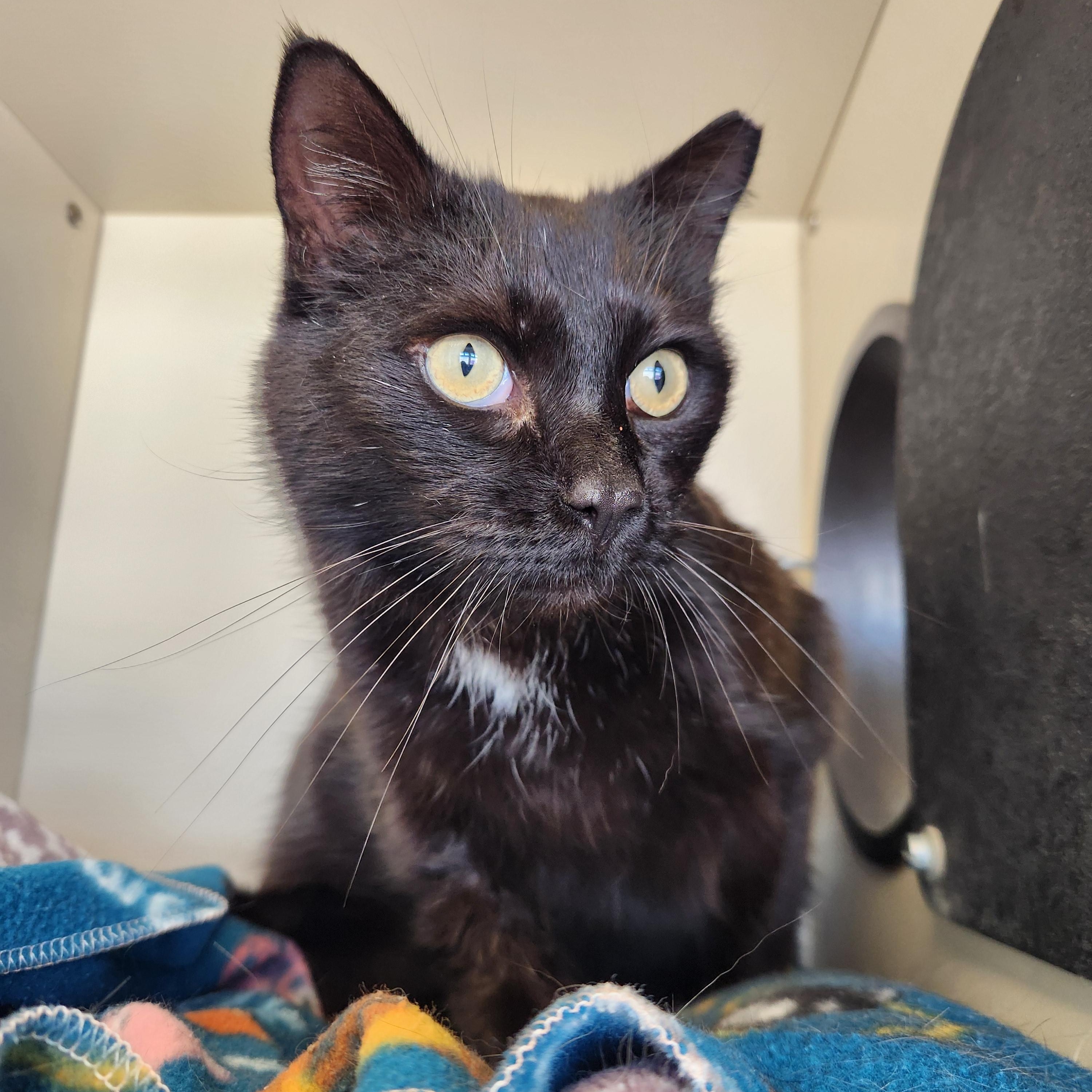 Pirate, an adoptable Domestic Short Hair in Buena Vista, CO, 81211 | Photo Image 2