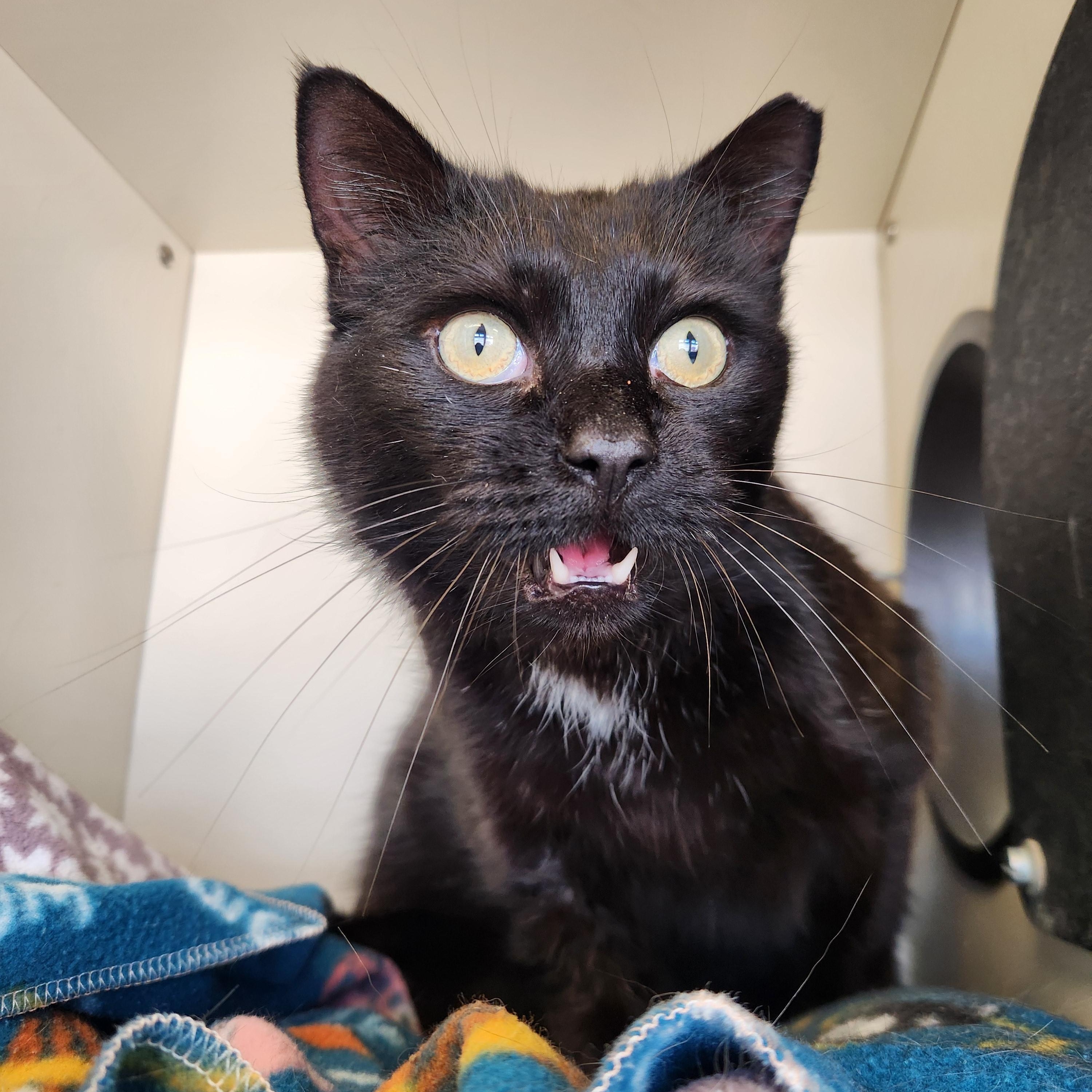 Pirate, an adoptable Domestic Short Hair in Buena Vista, CO, 81211 | Photo Image 3