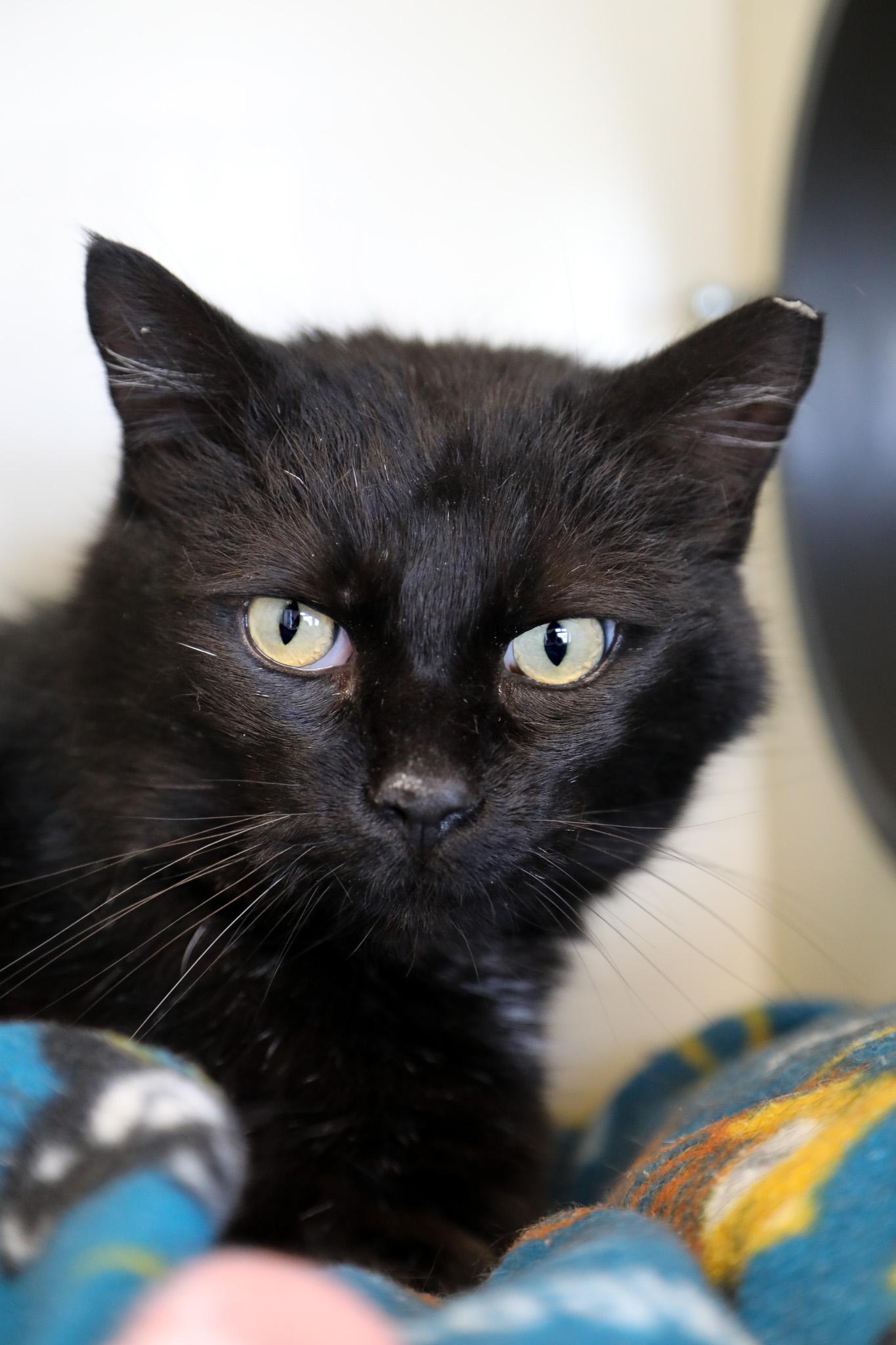 Pirate, an adoptable Domestic Short Hair in Buena Vista, CO, 81211 | Photo Image 1