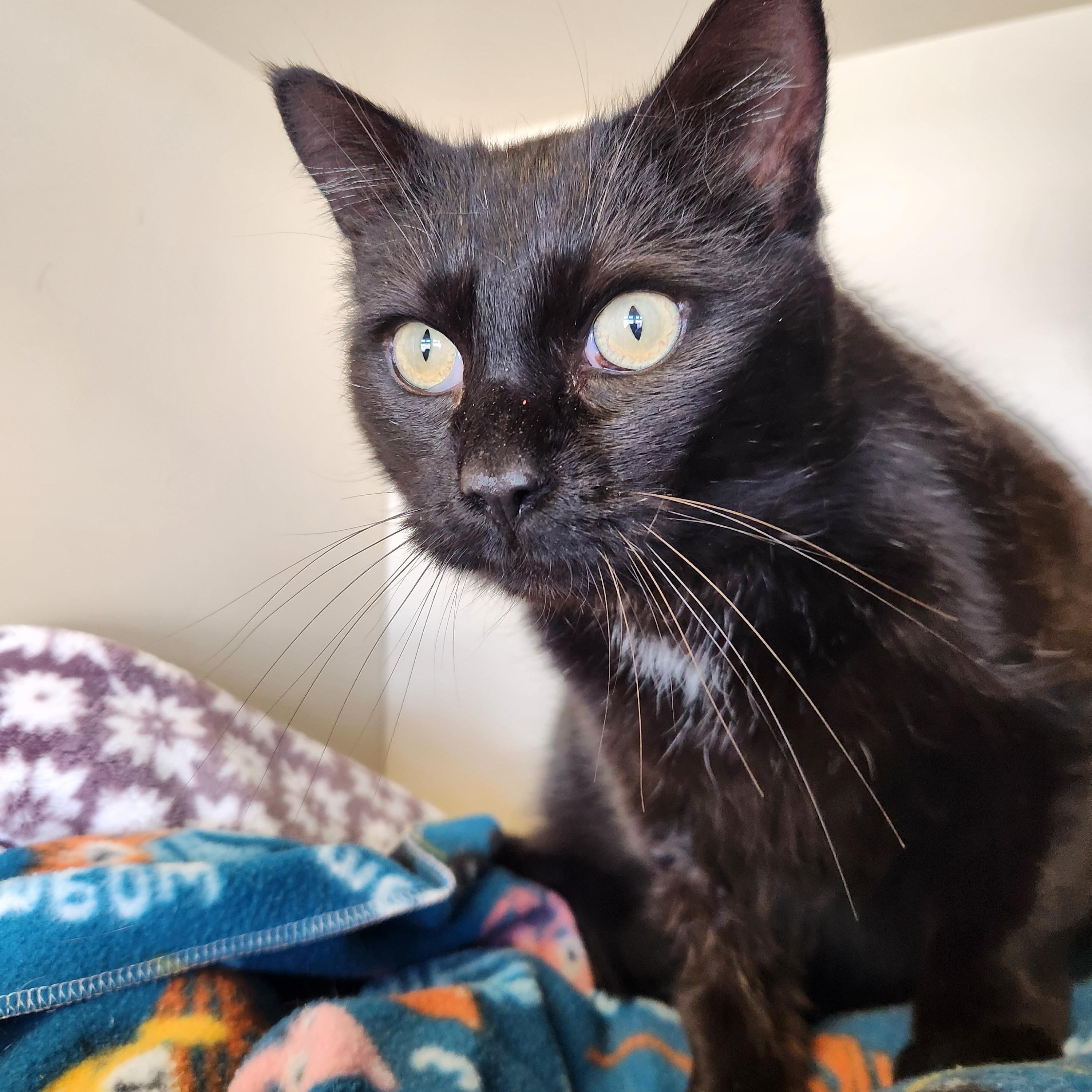 Pirate, an adoptable Domestic Short Hair in Buena Vista, CO, 81211 | Photo Image 5