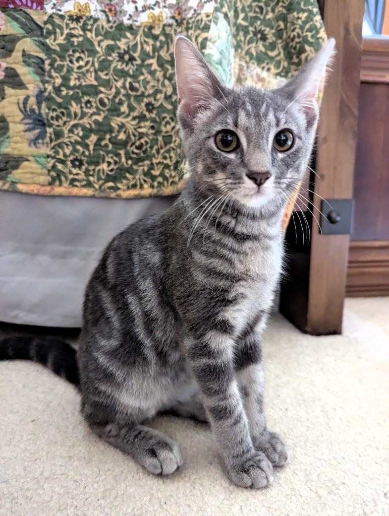 Rockie, Adoptable, Kitten Female Domestic Short Hair.