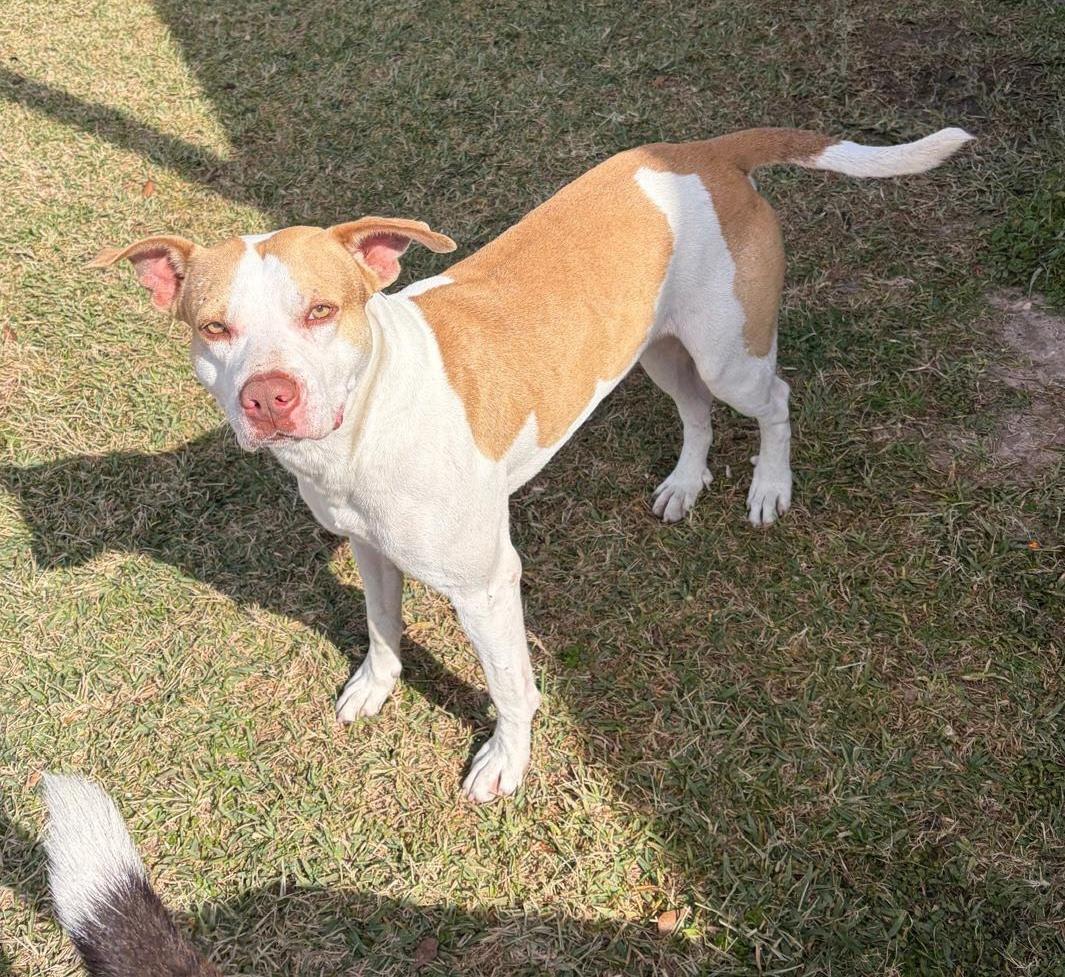 Enlarge Shawn, a ADOPTABLE mixed breed in Longview, TX image 4/6