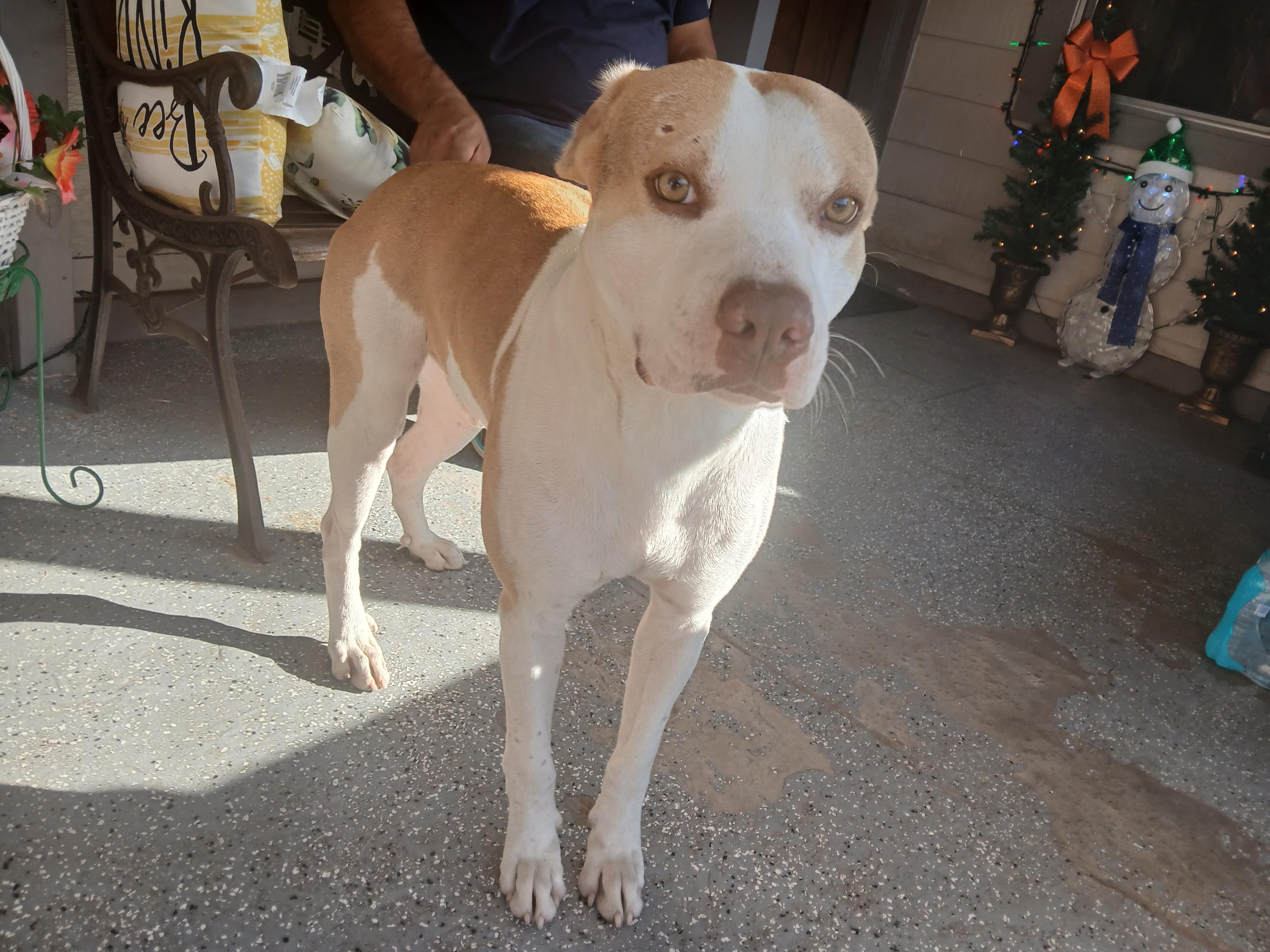 Enlarge Shawn, a ADOPTABLE mixed breed in Longview, TX image 3/6