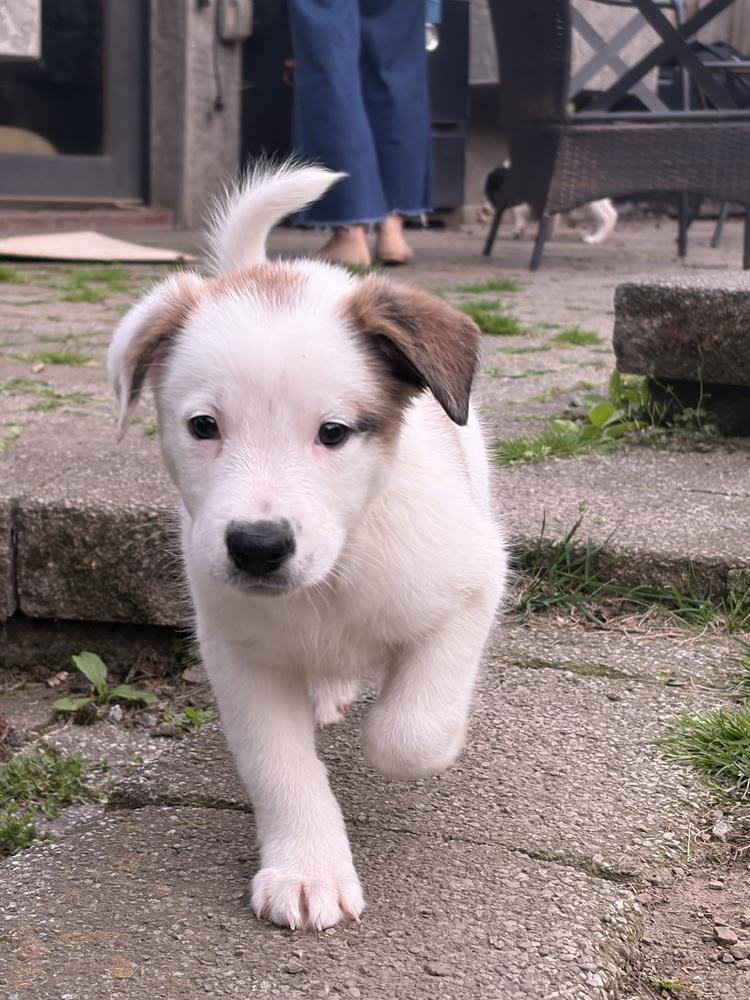 Kenneth, Adoptable, Young Male Mixed Breed.